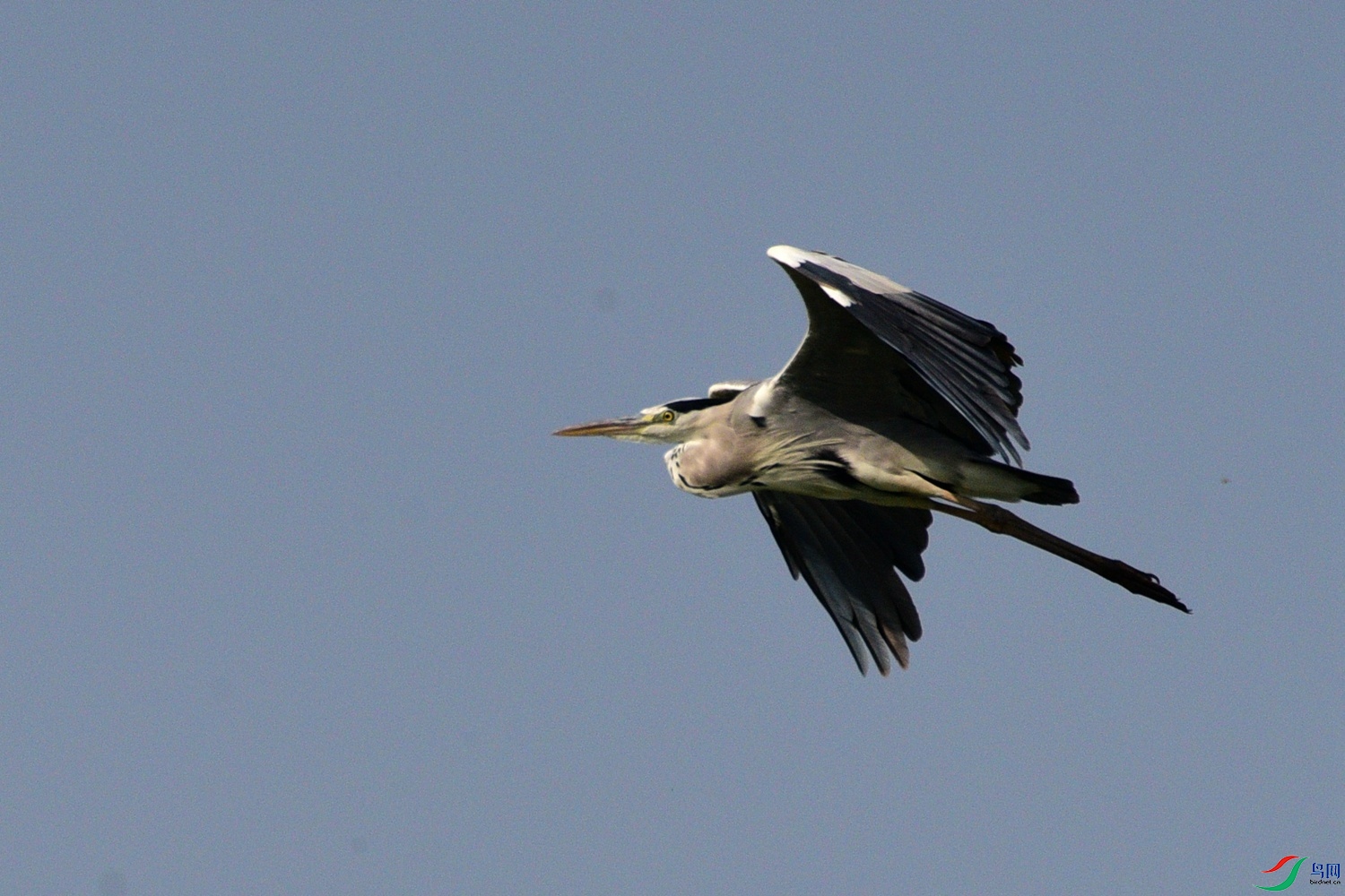 DSC_7978.JPG