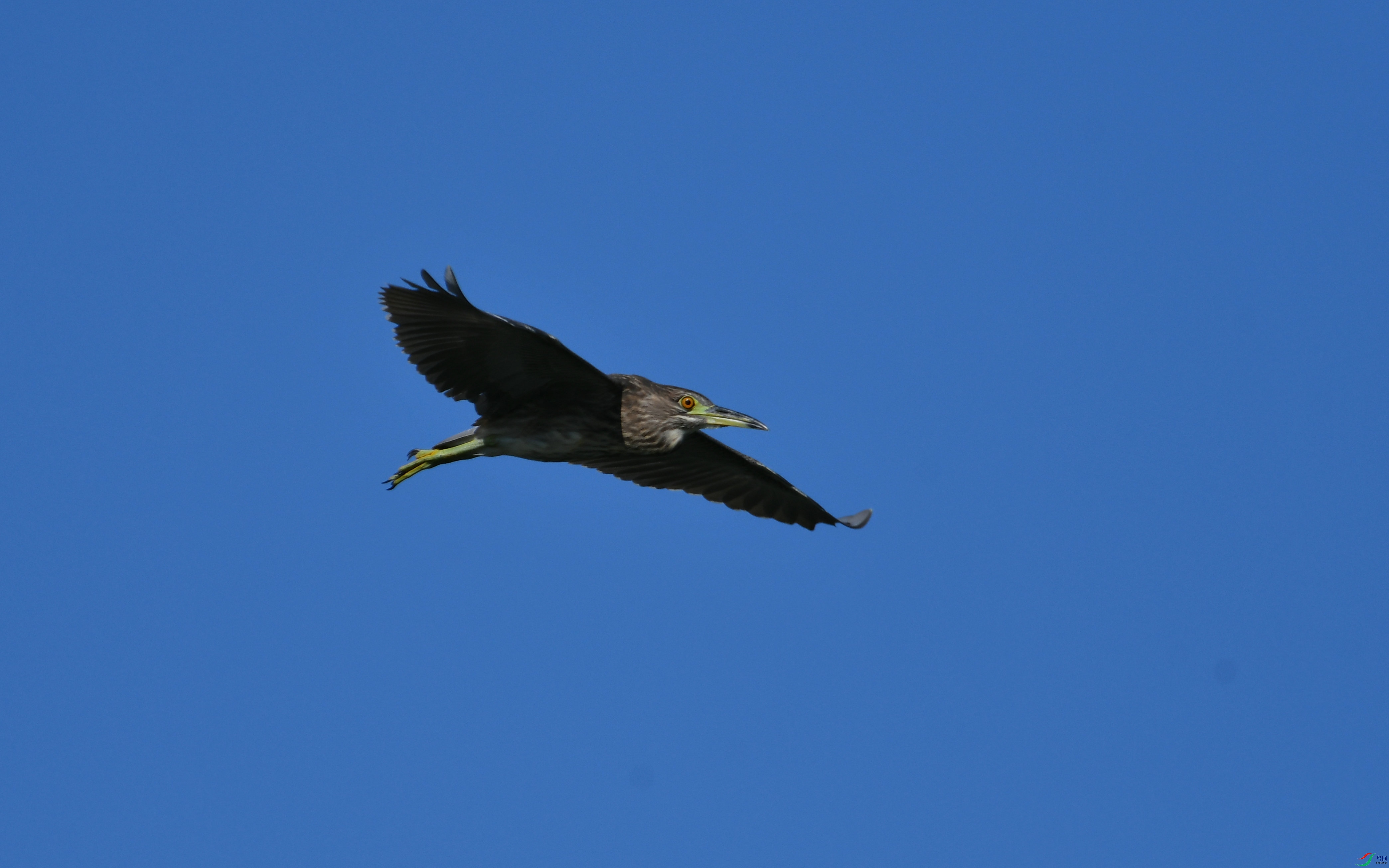 DSC_2994.JPG