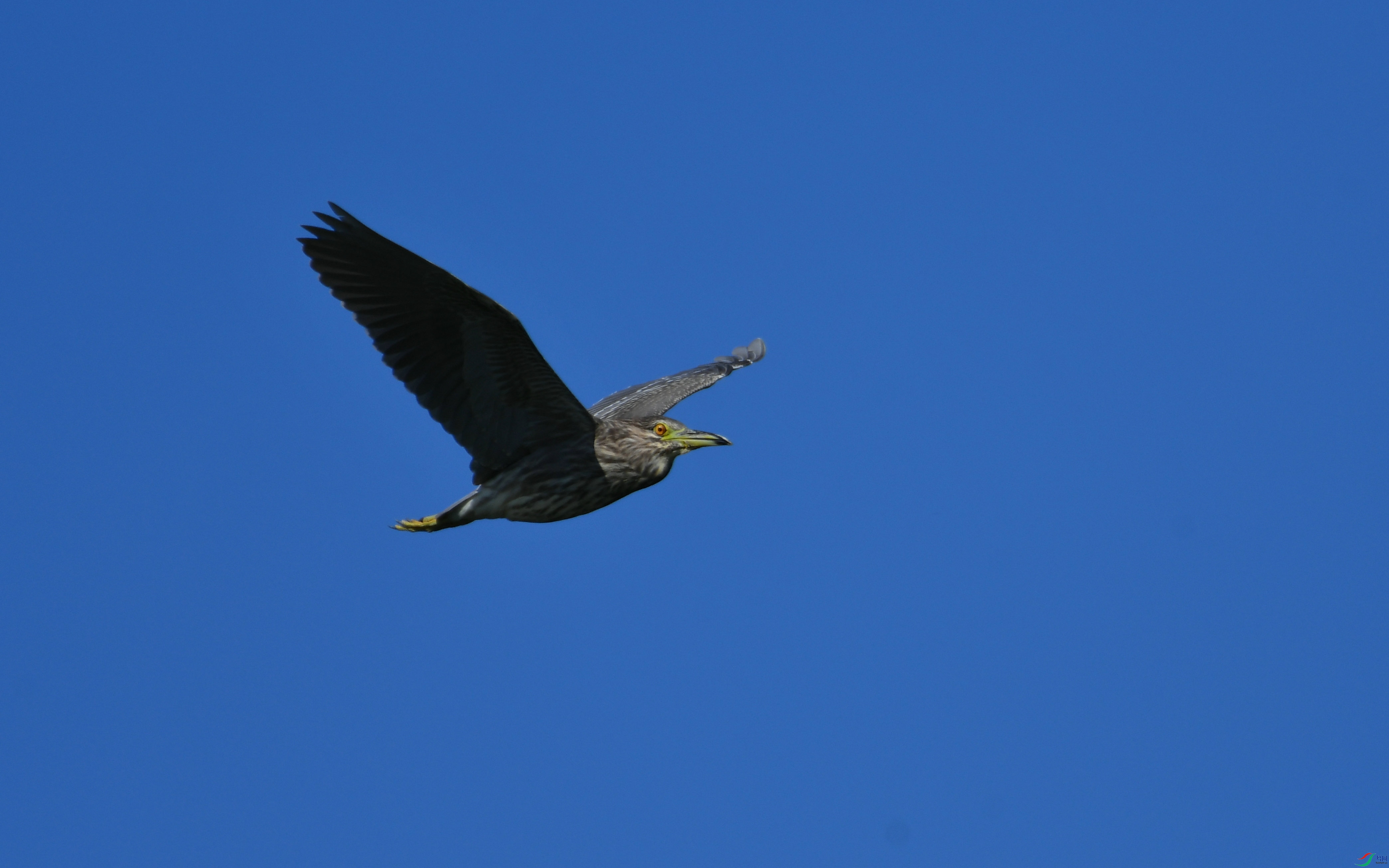 DSC_2990.JPG