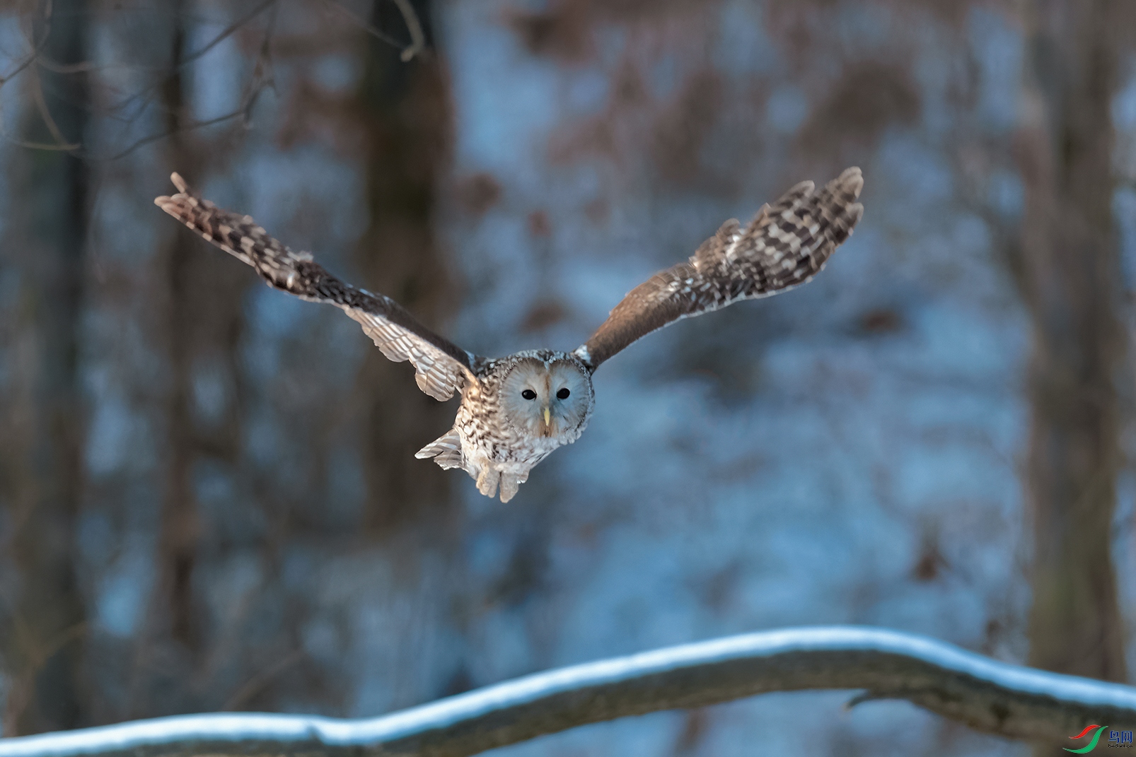 DSC_2955_DxOa.jpg