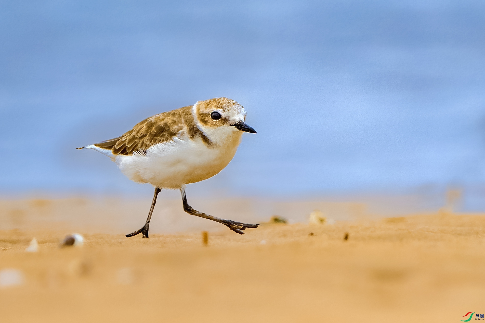 _DSC0536 ����С.jpg