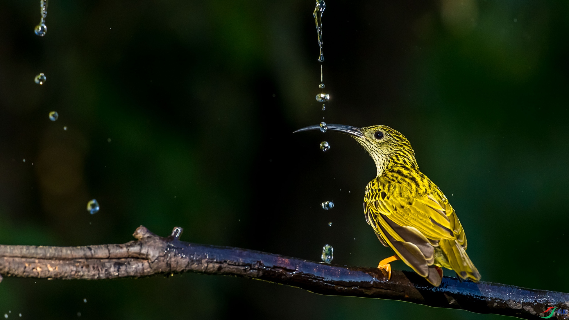 �Ʊ�������