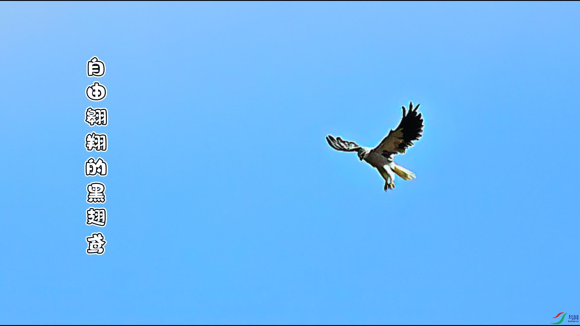 ���ɰ���ĺڳ��