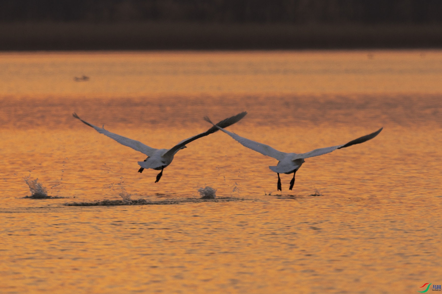 ����˫��