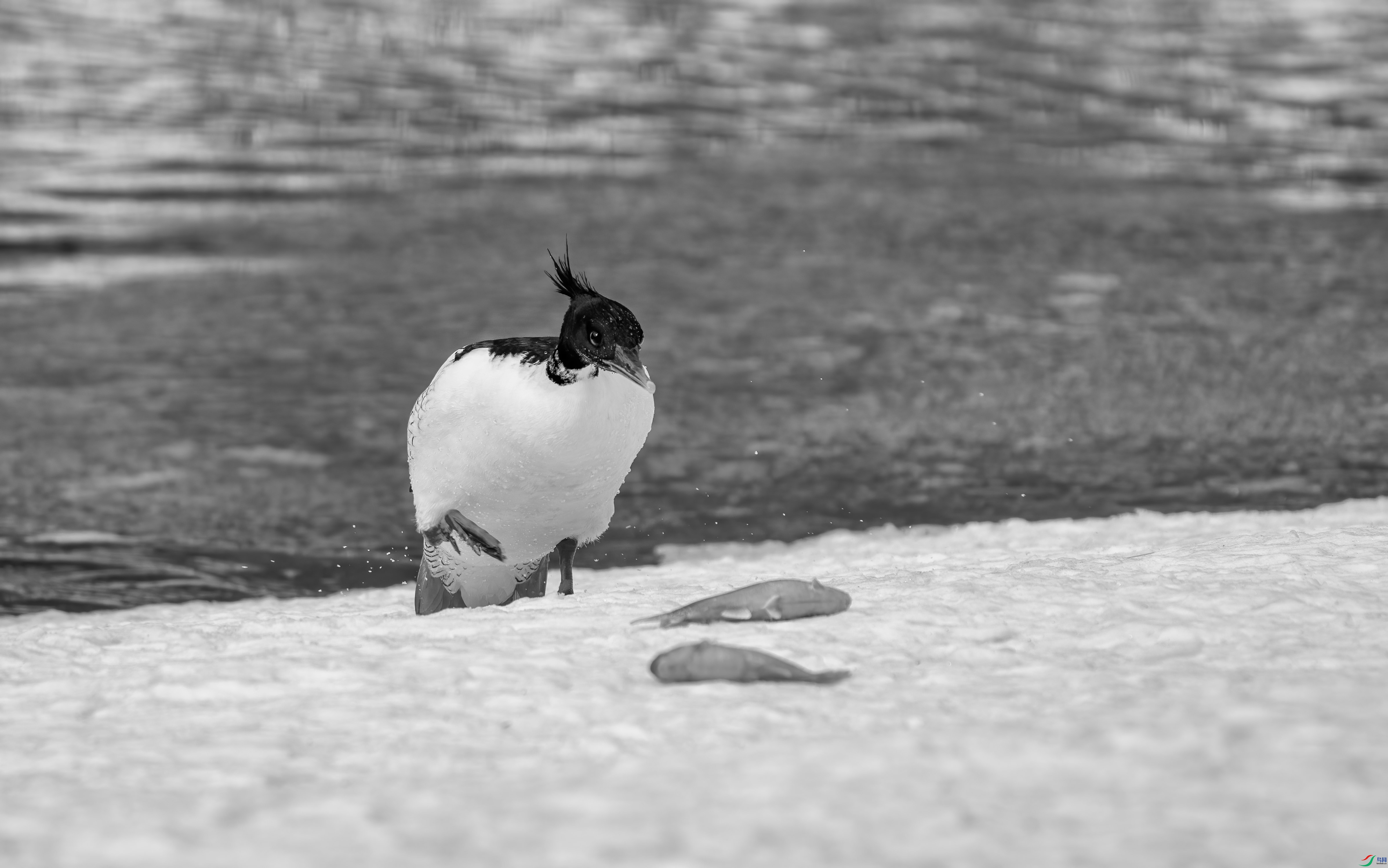 DSC04967 ����.jpg