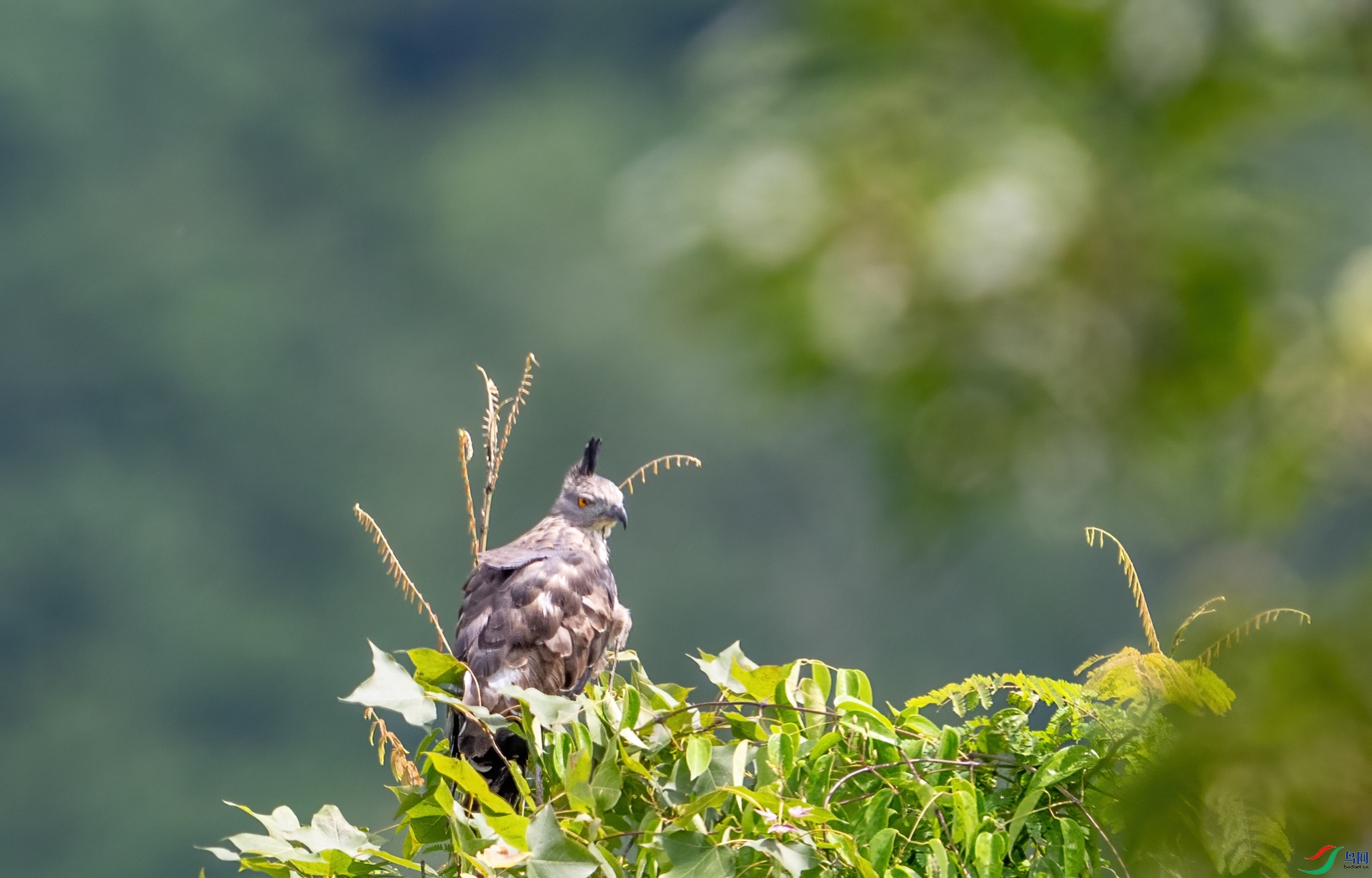 DSC_2199-1.jpg