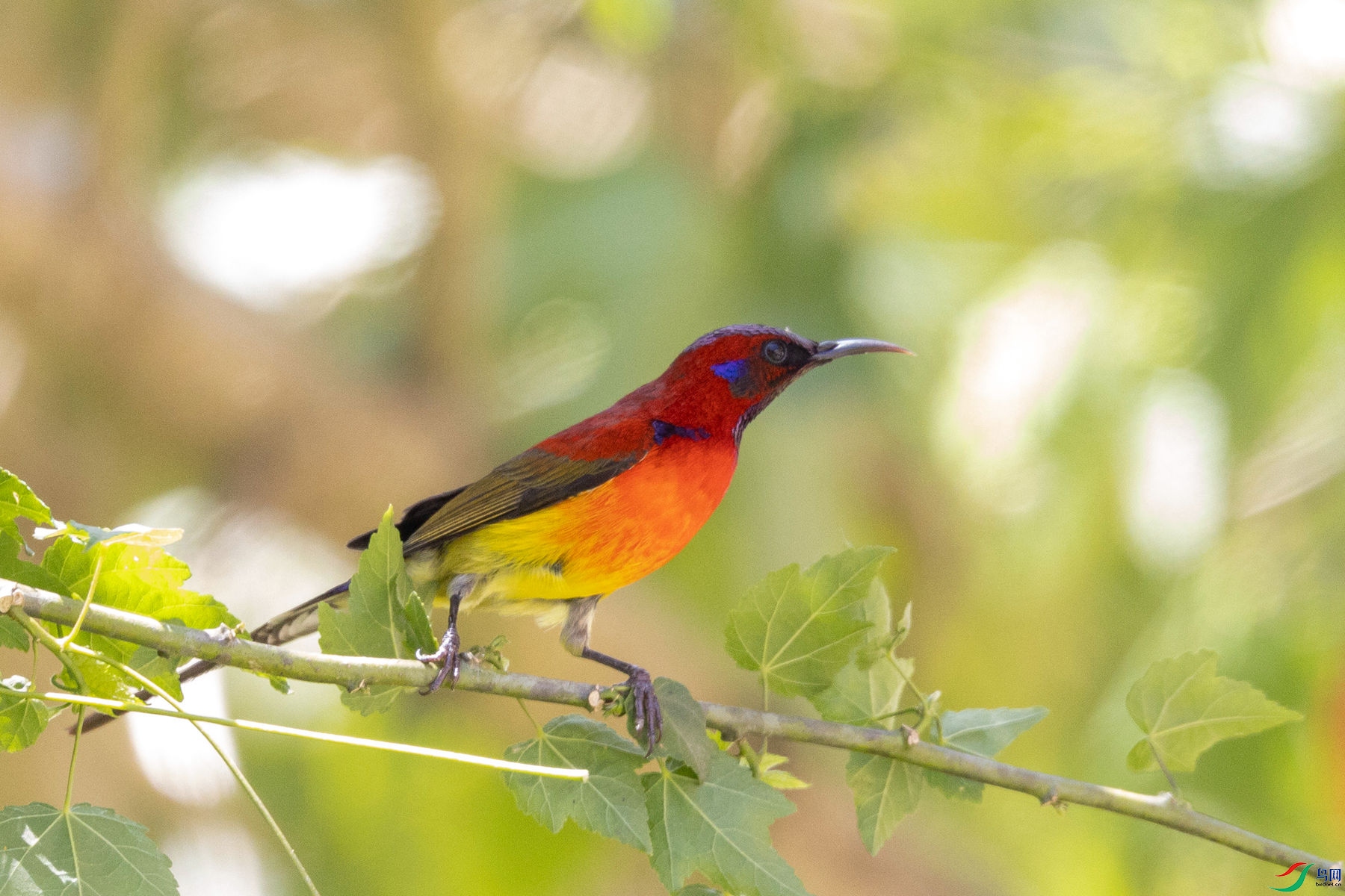̫����
