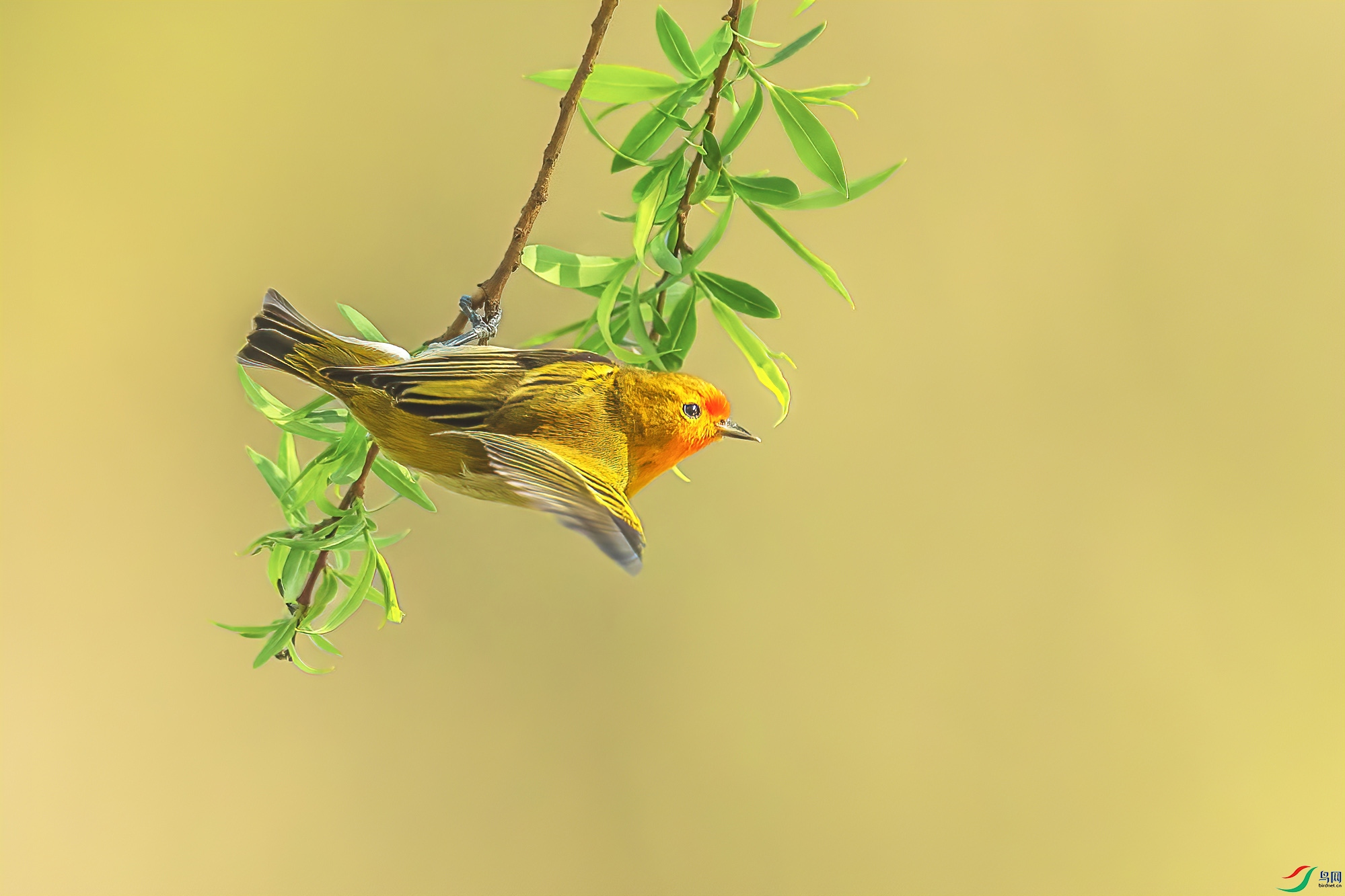 C09R3736 ����.jpg