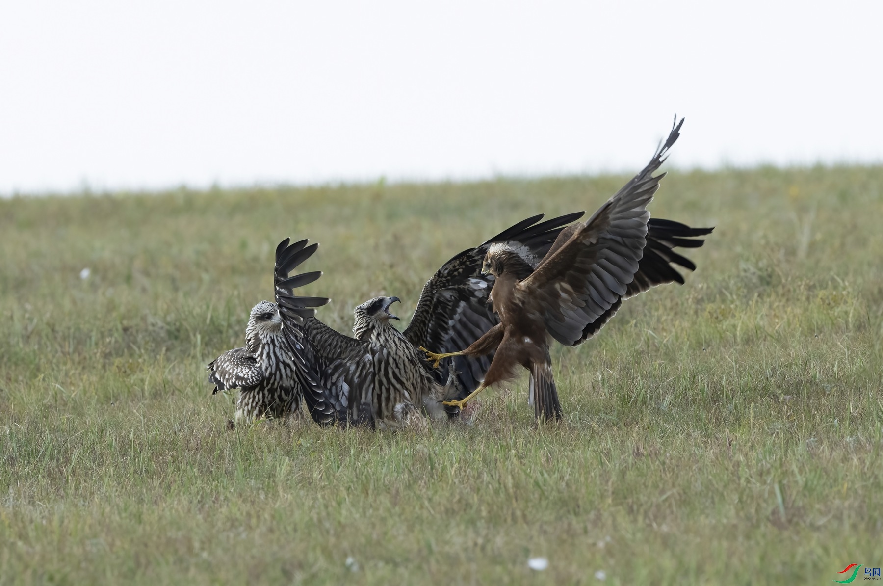 DSC00825 ����_����.jpg