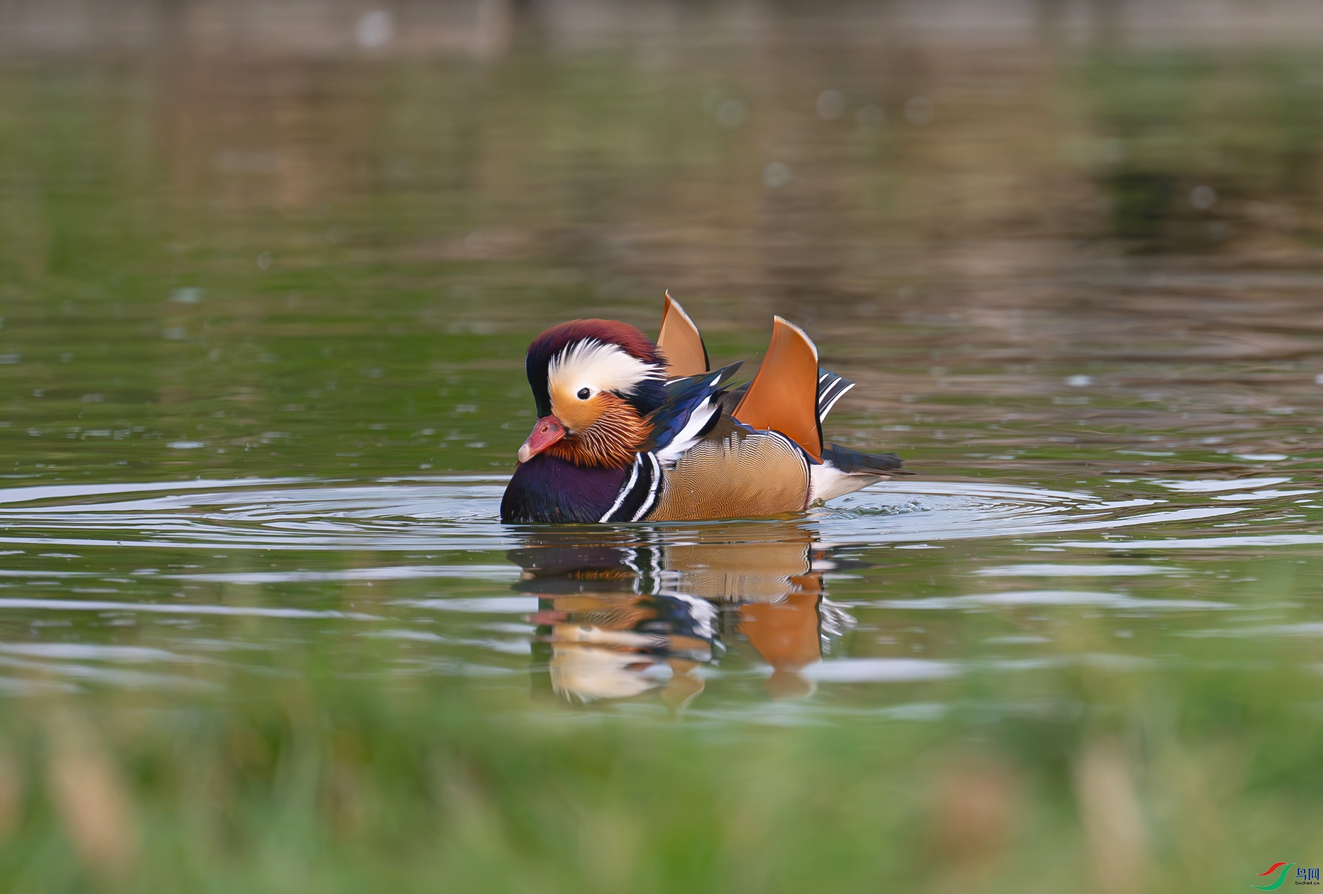 DSC_7048d.jpg