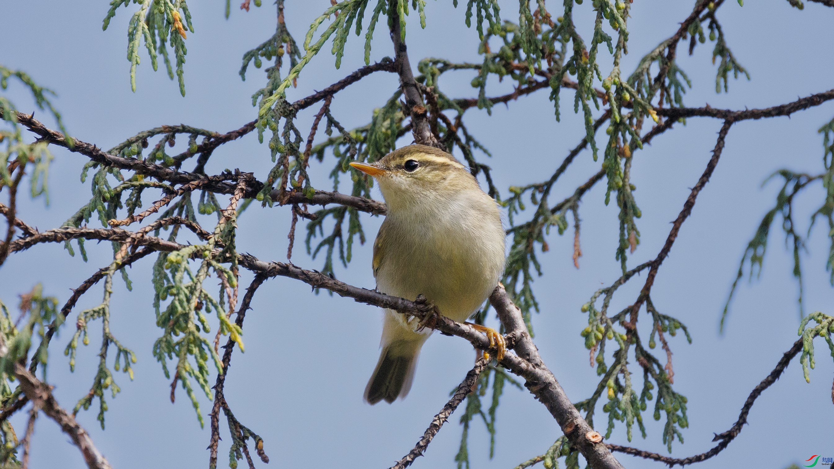 7X5A6661 ����444.jpg