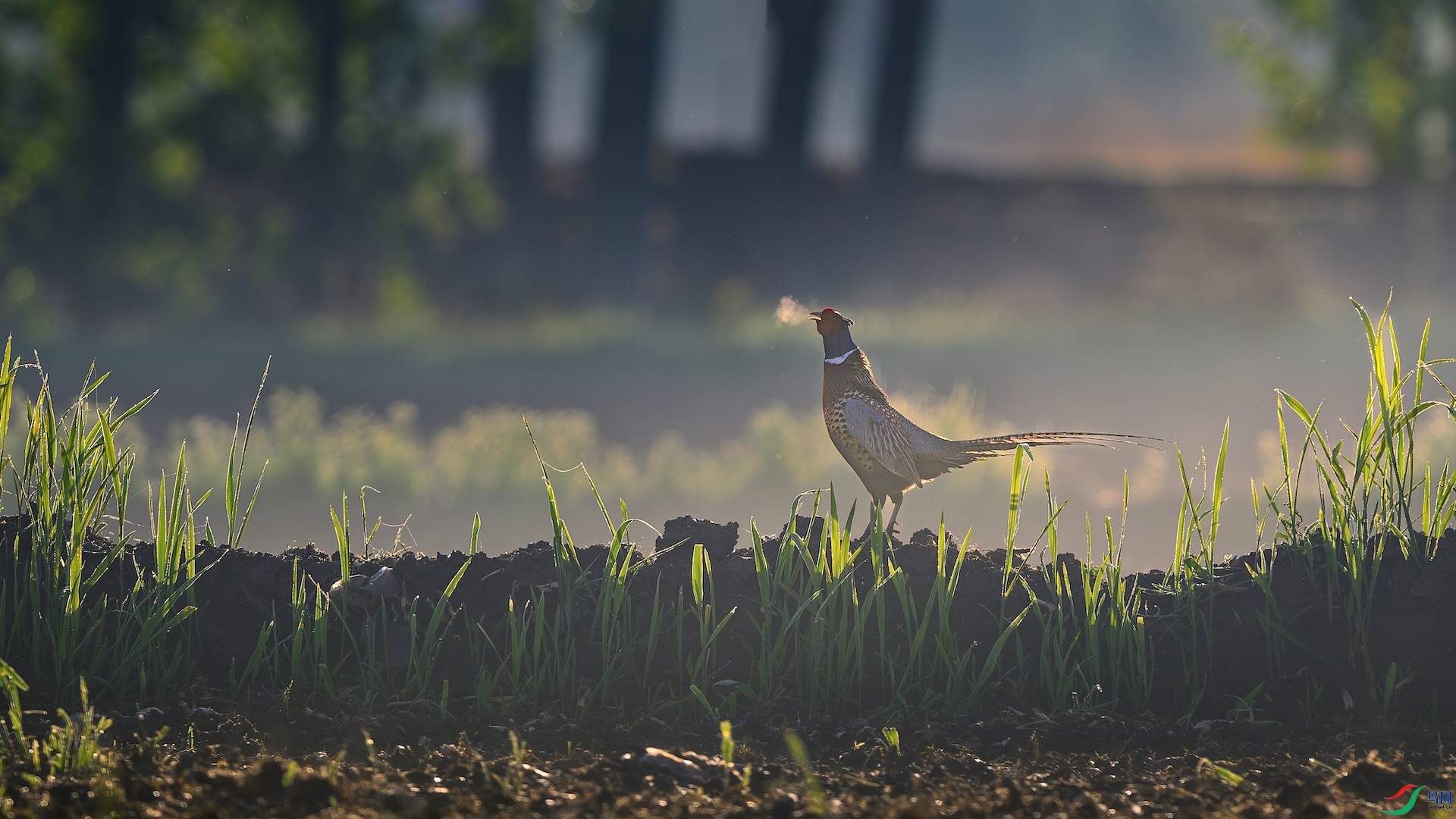 1_XXL4854-����ǿ-NR ����.jpeg