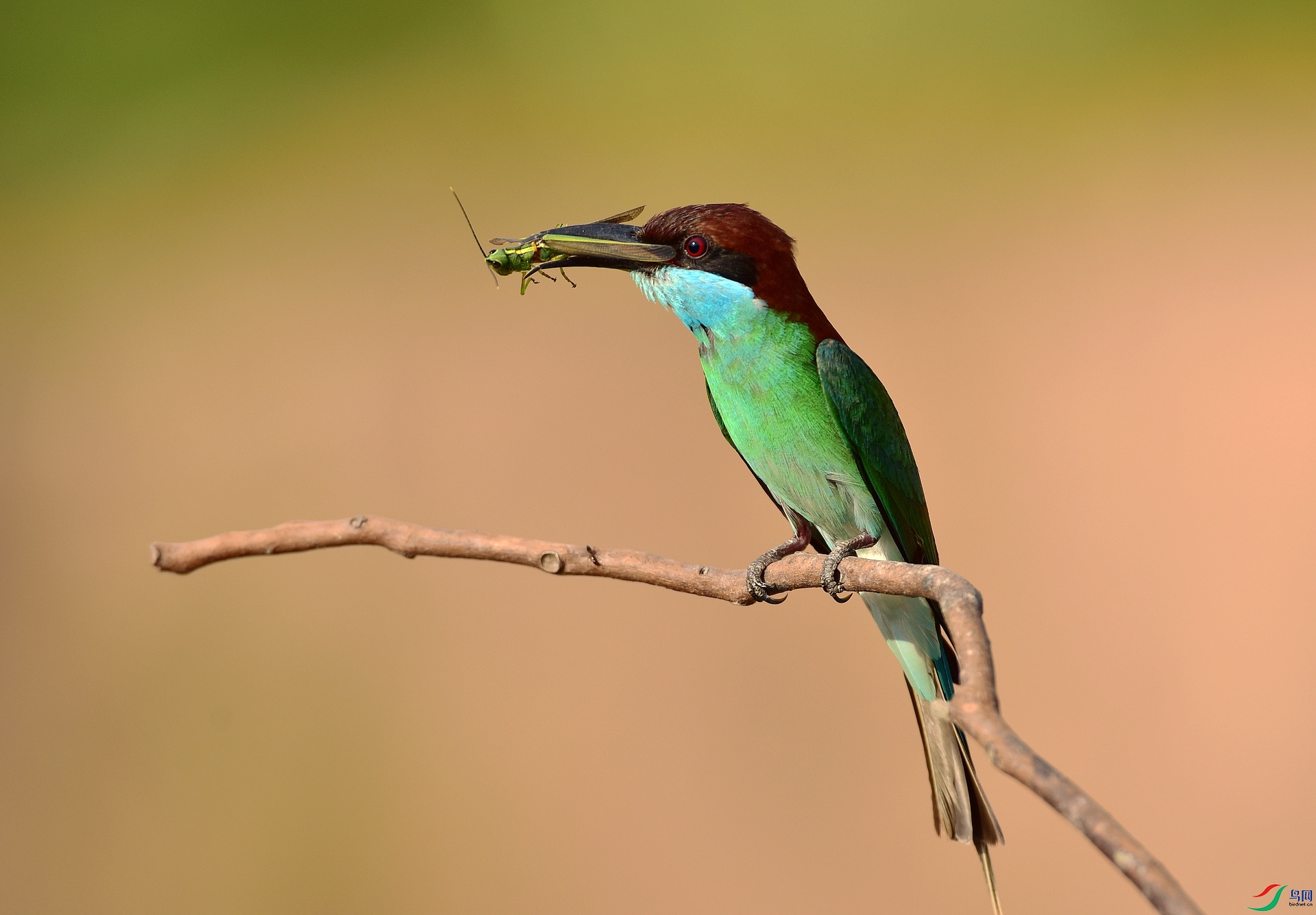D8I_9654.jpg