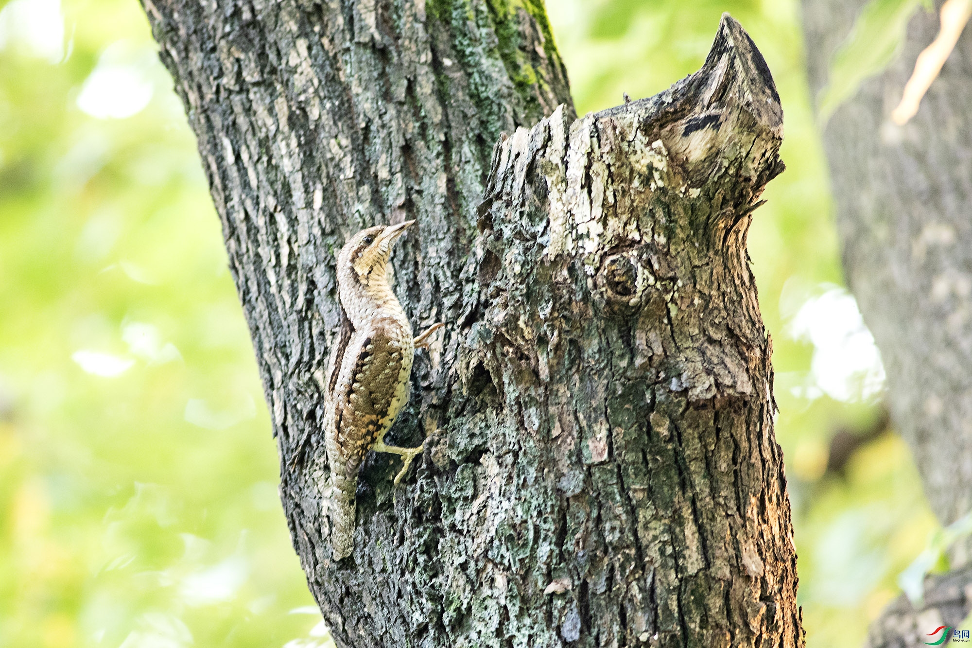 _D9I0445.jpg