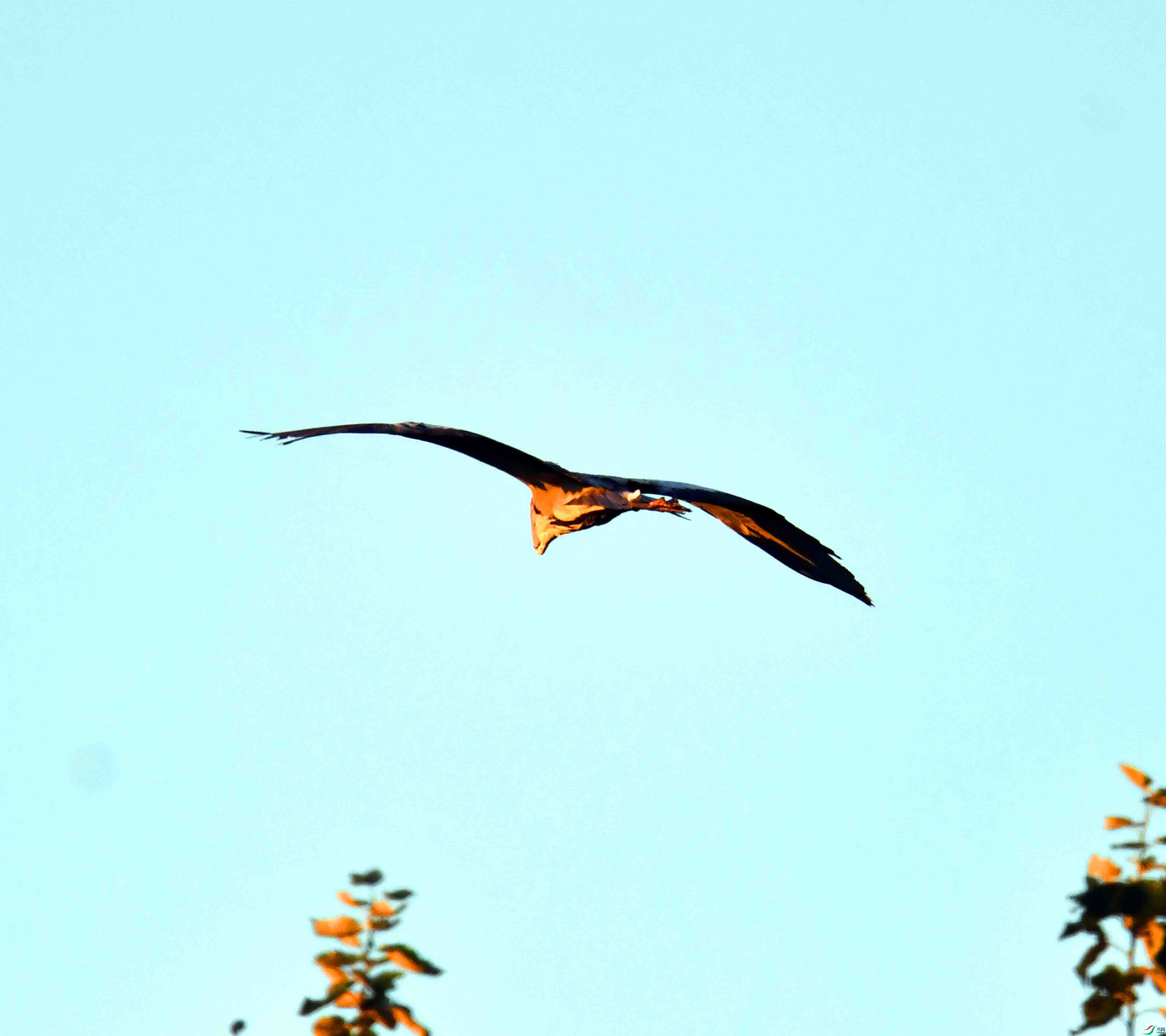 DSC_0410.JPG