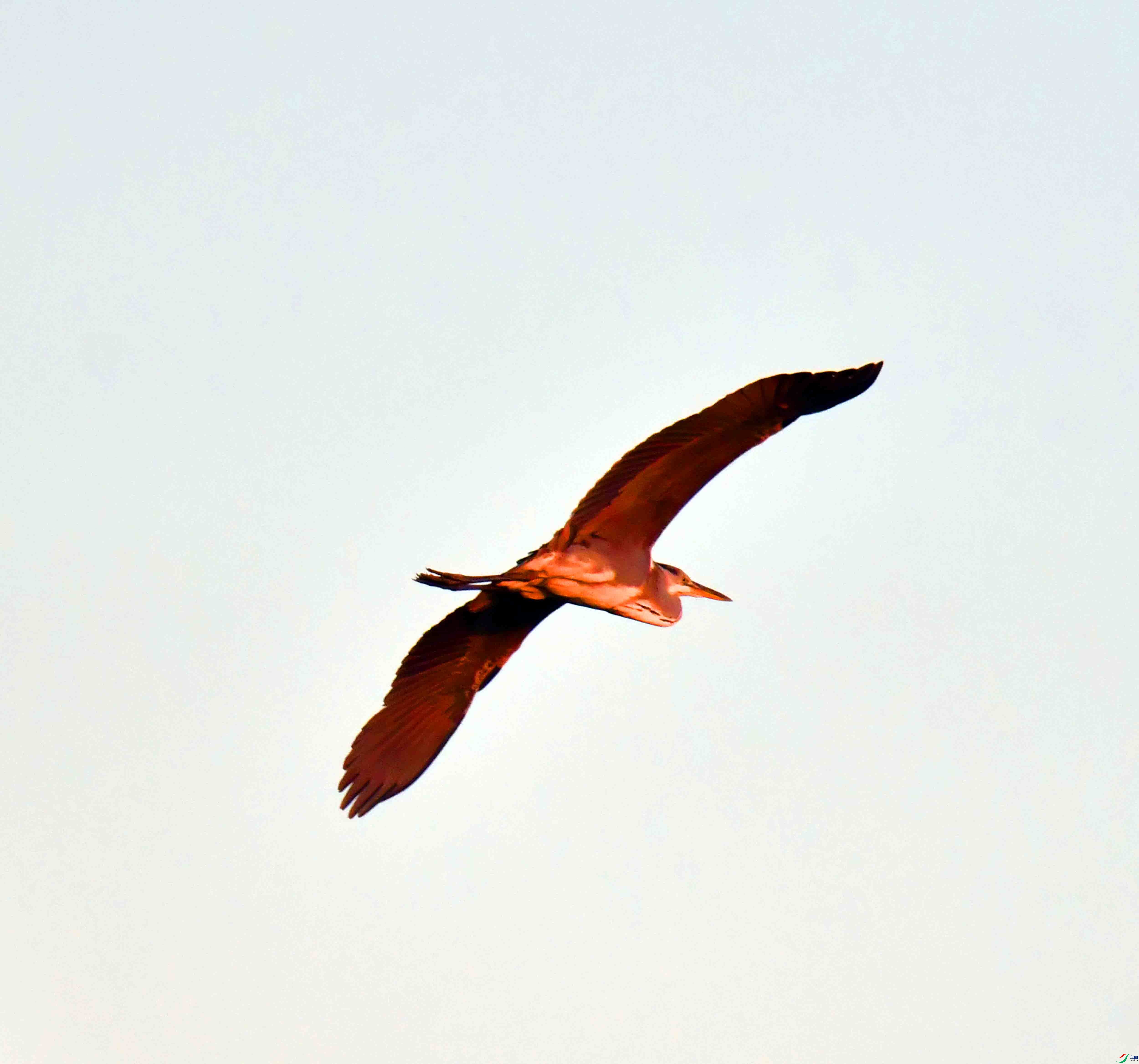 DSC_0918.JPG