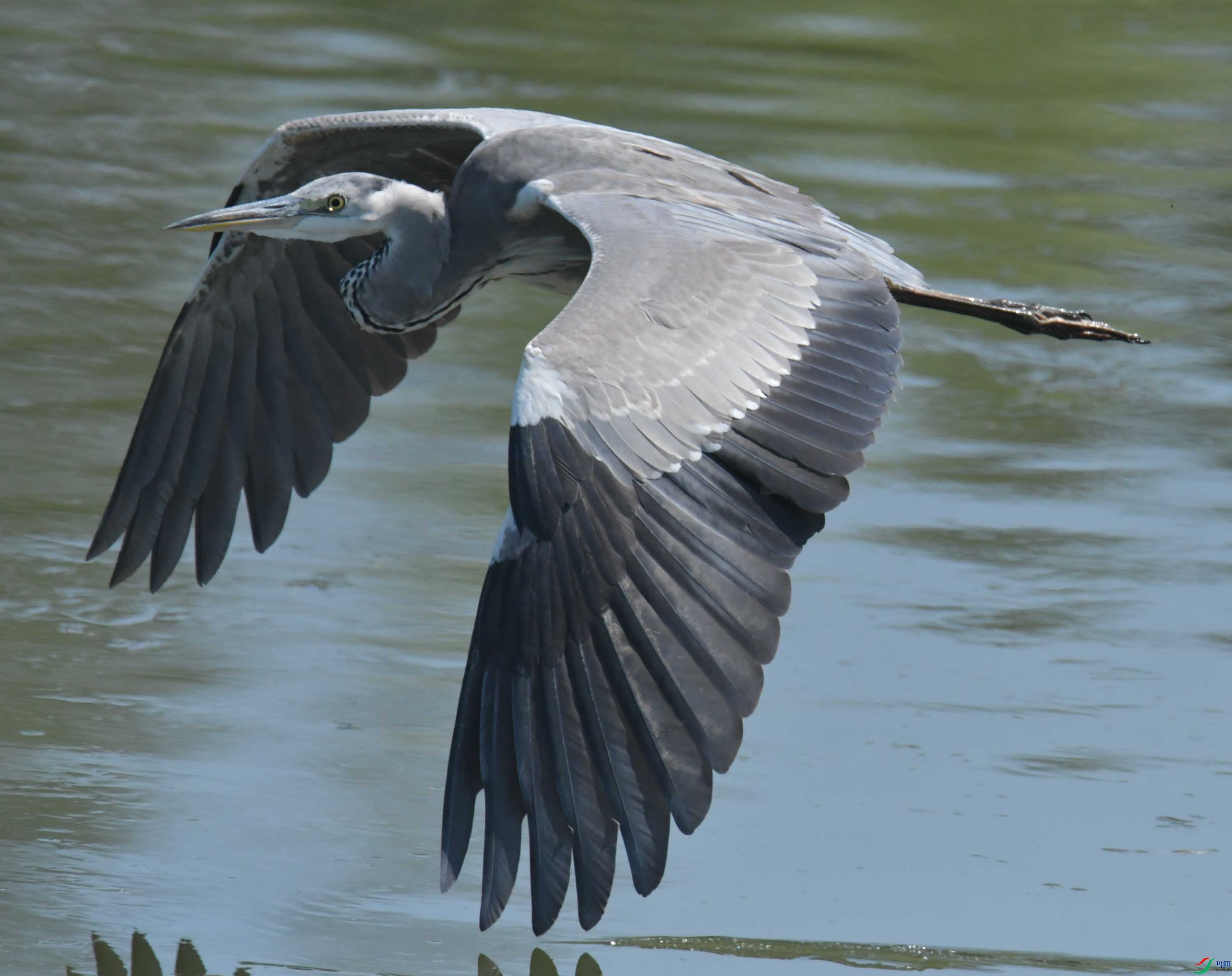 DSC_1984.JPG
