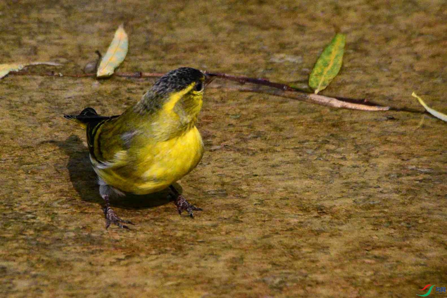 DSC_8930.JPG