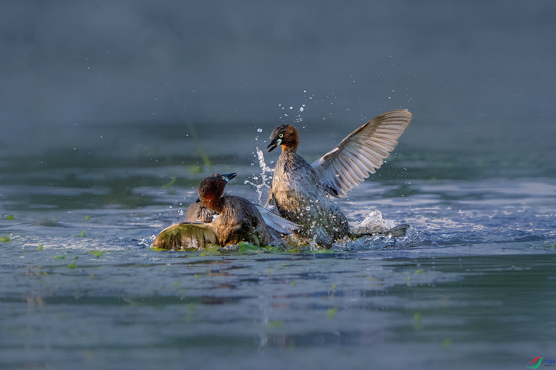 _DSC5666-����ǿ-NR ����С.jpg