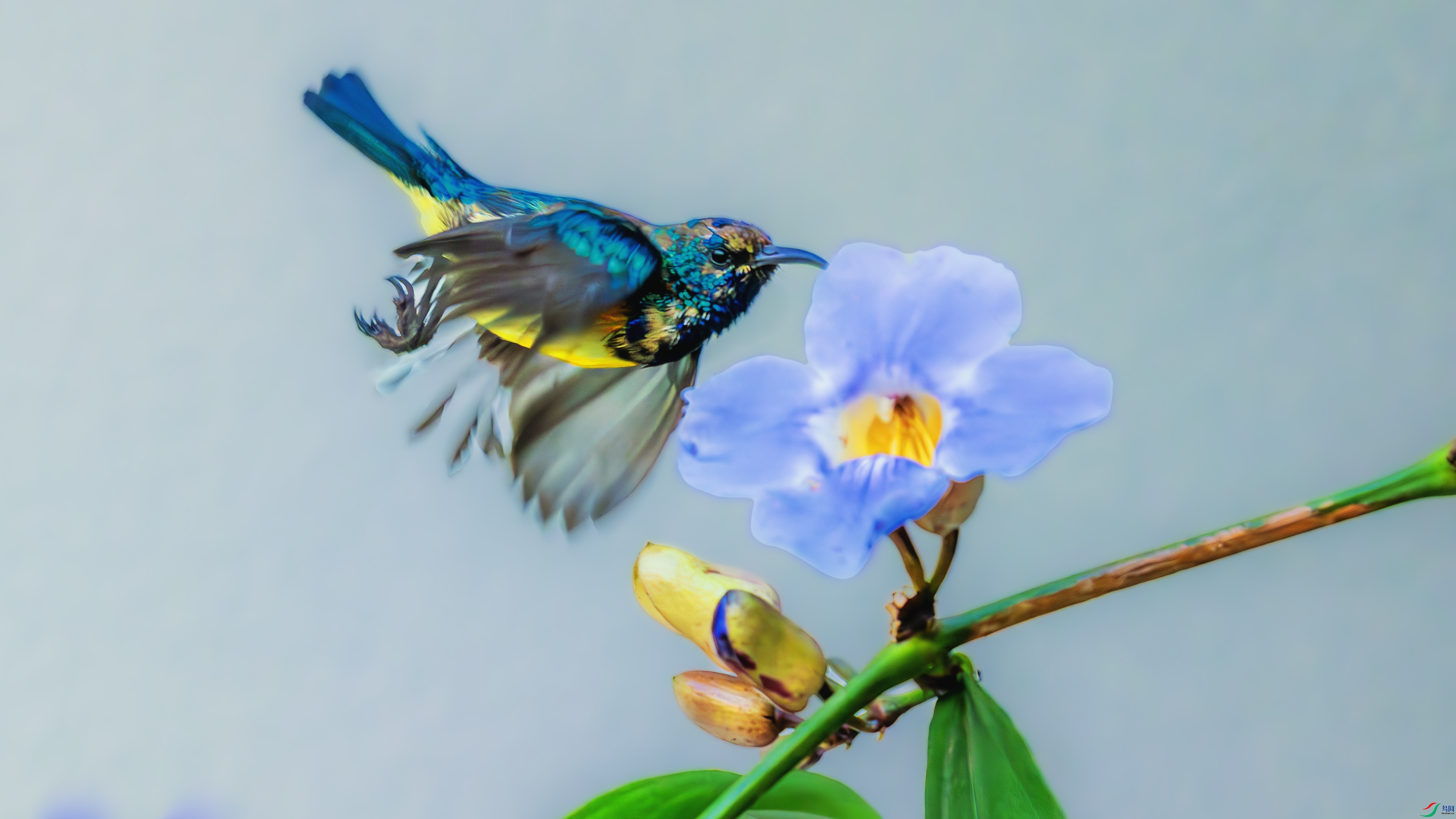 DSC_2839-����ǿ-NR ����.jpg