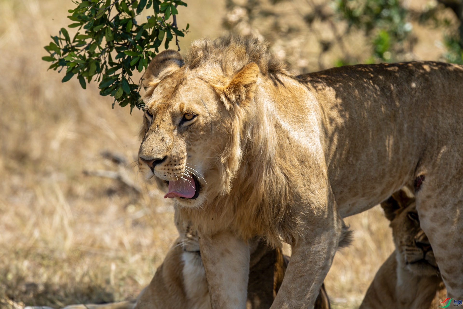 DSC_8694-����ǿ-SR ����.jpg