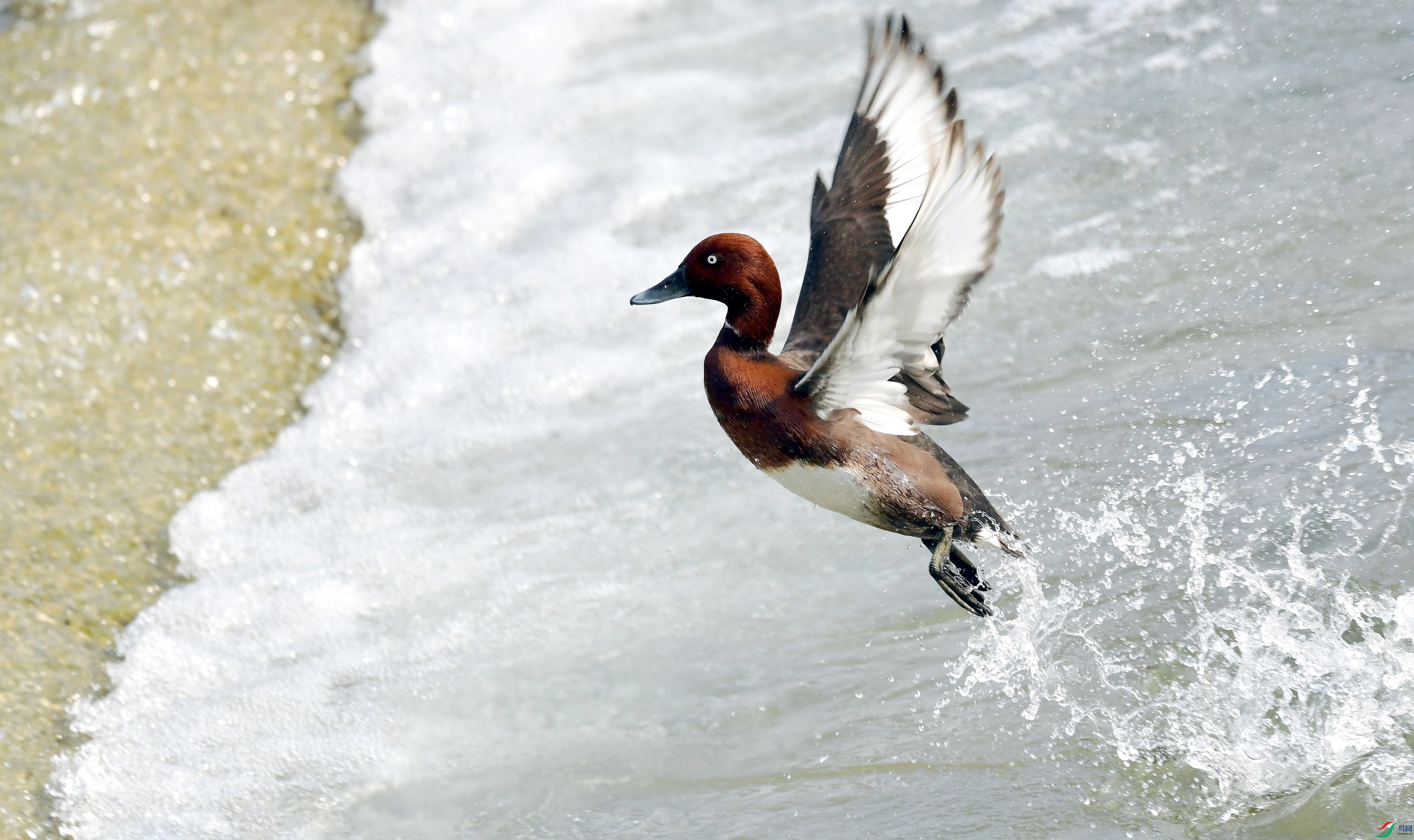 DSC_1560_conew3.jpg