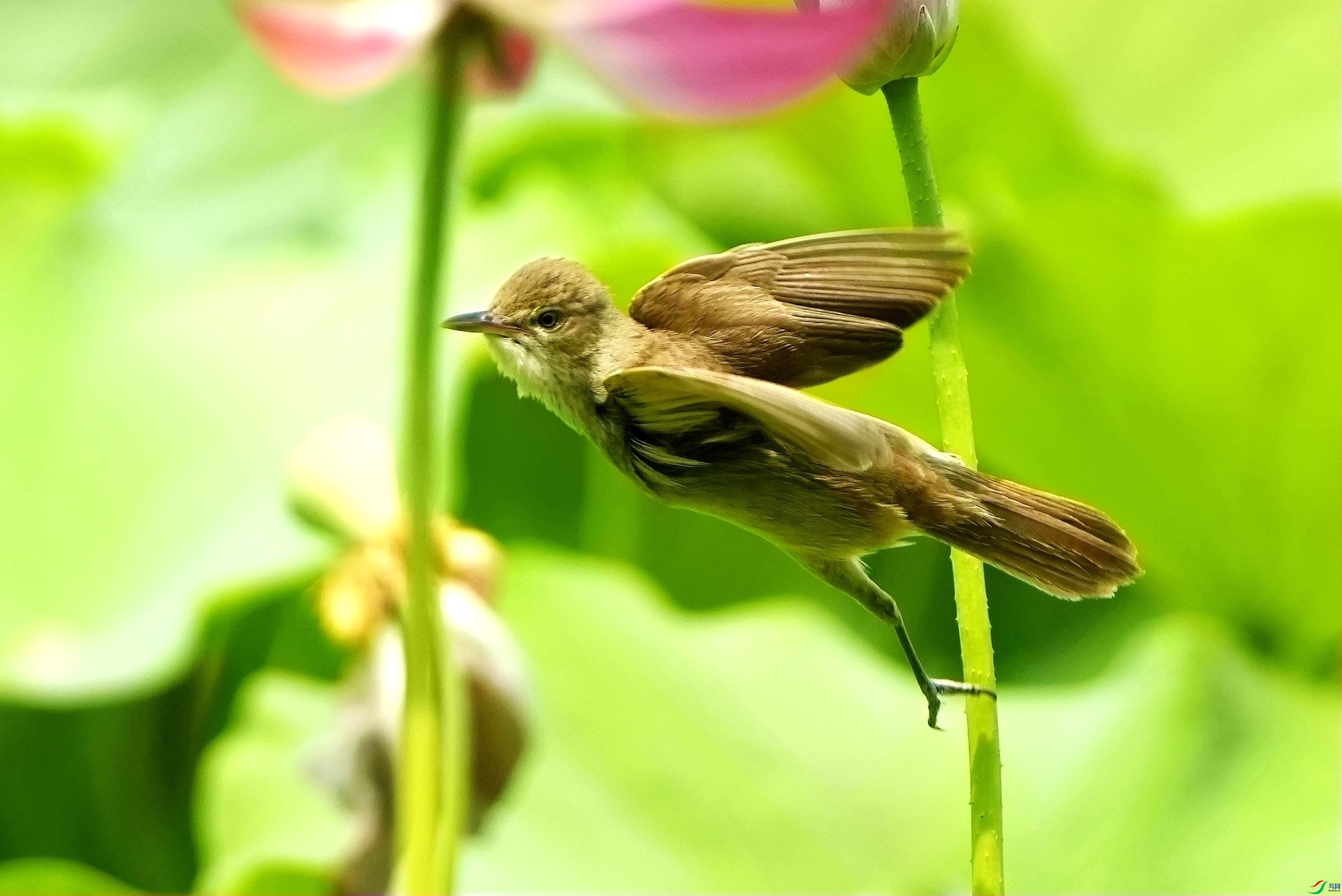 ��έݺ����ɸ�DSC08220_����.jpg