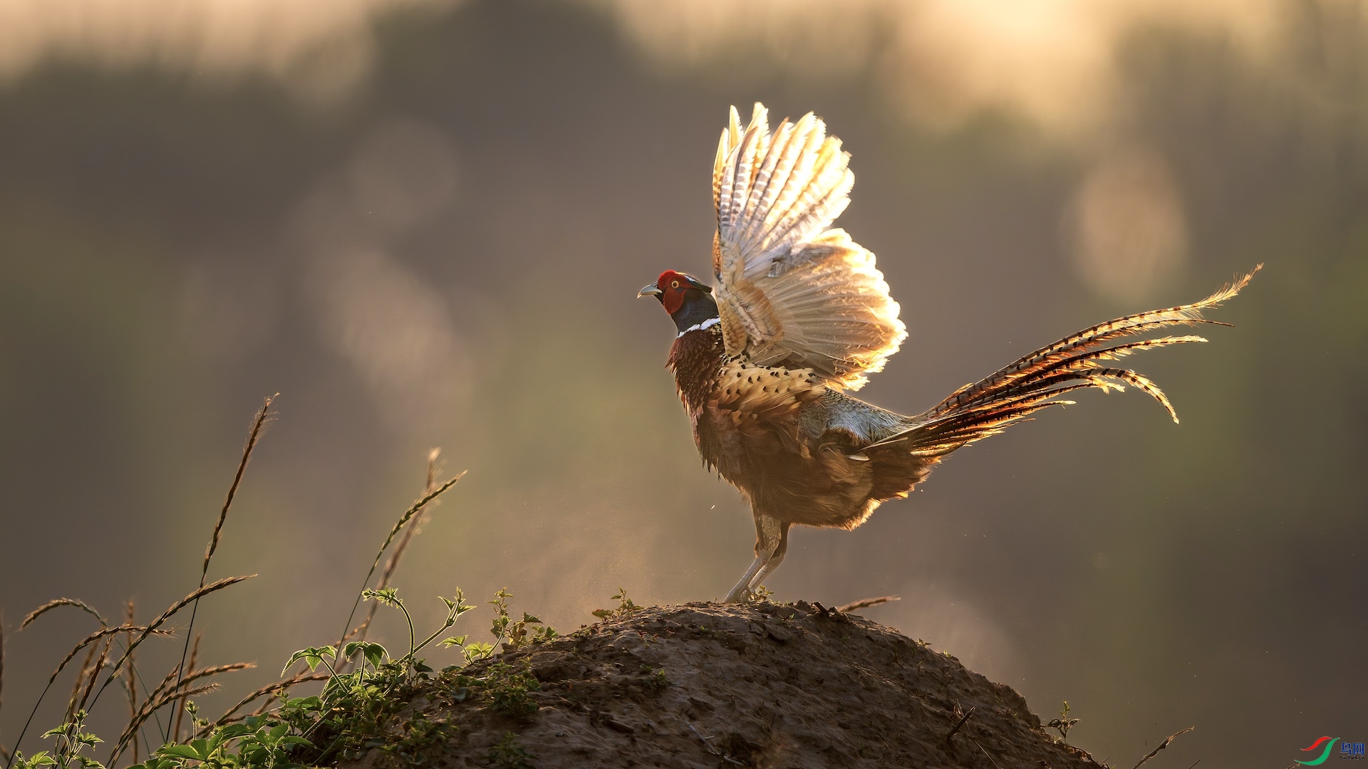 11_DSC9958-����ǿ-NR ����.jpg11.jpeg