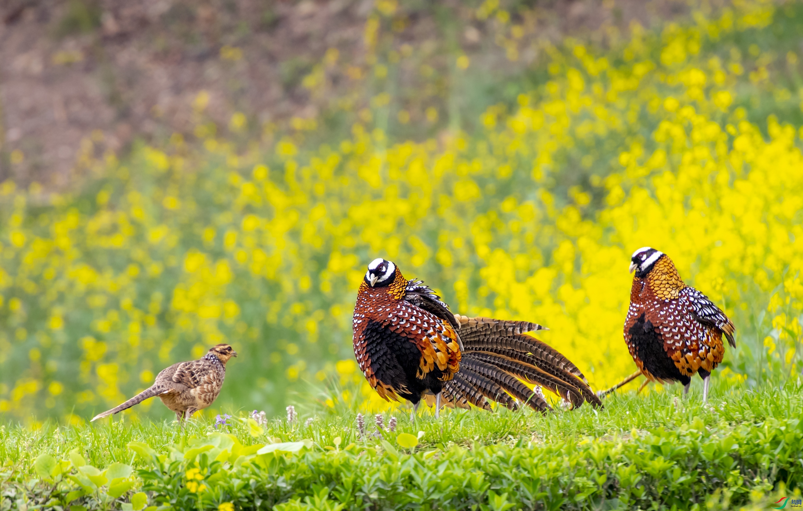 DSC_7668�׹ڳ�β��.JPG