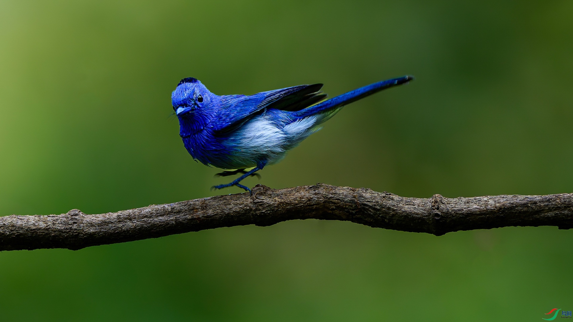 1_XXL1349-����ǿ-NR ����-1.jpeg