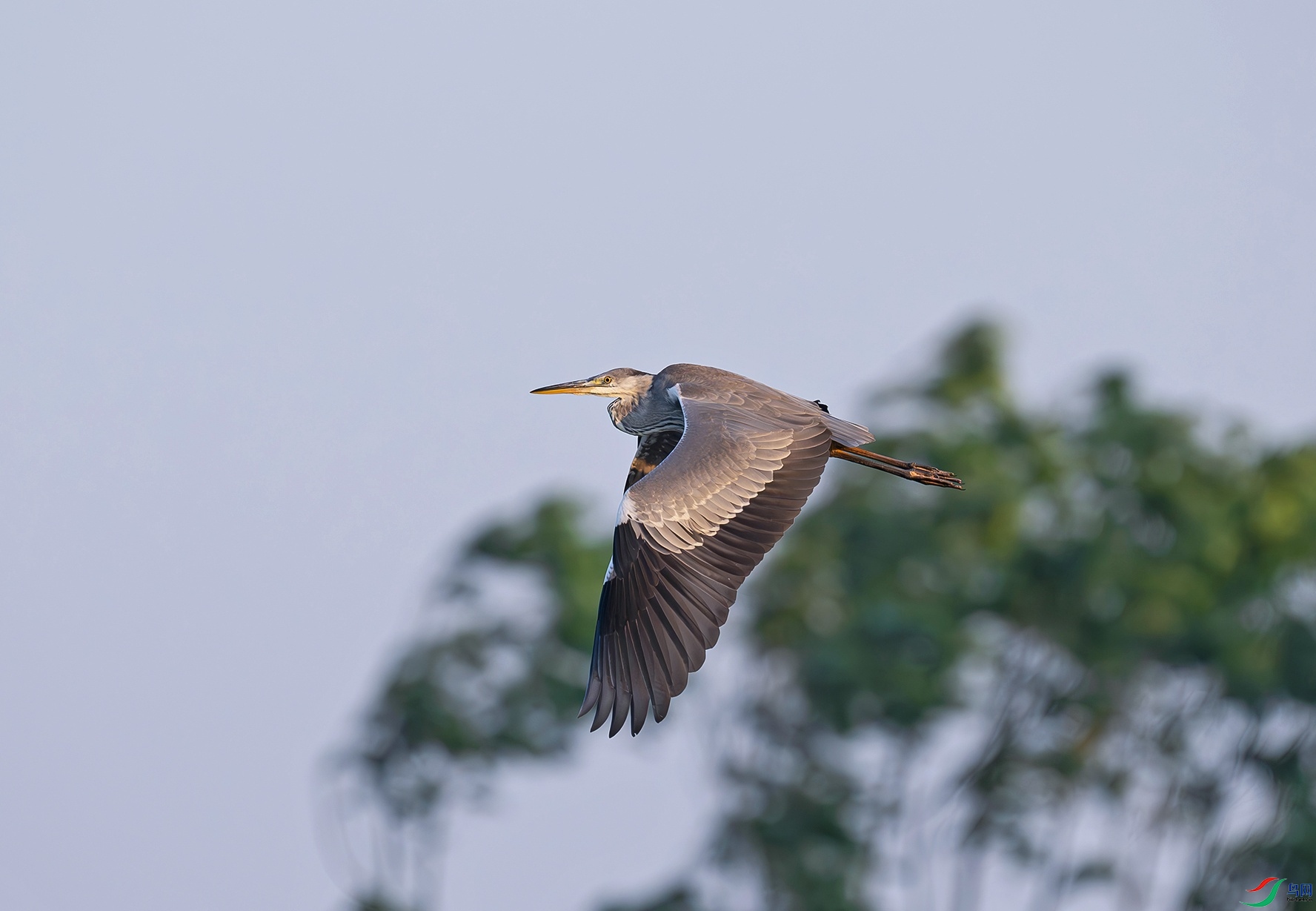 _DSC8705f.jpg
