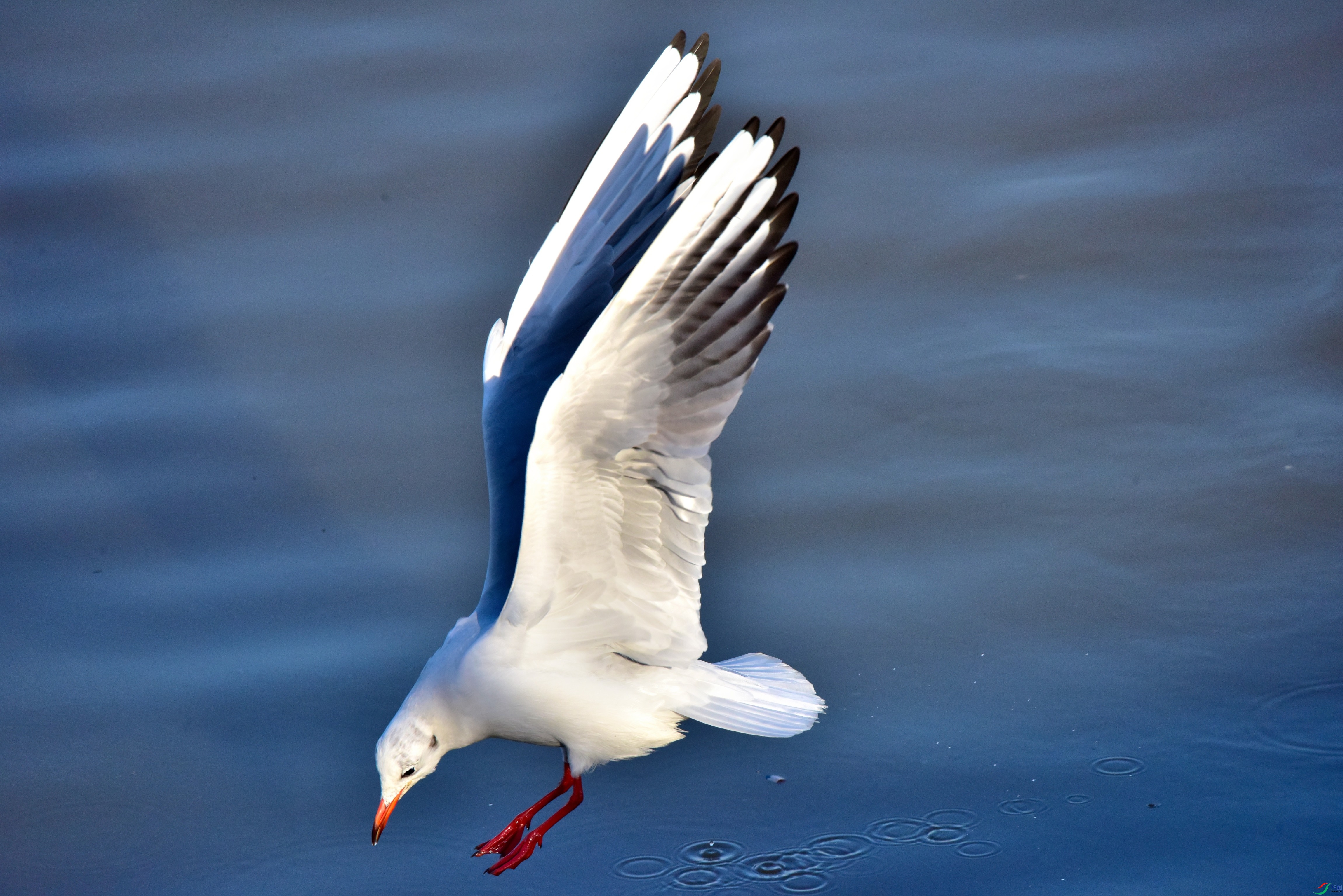 DSC_1682_01.JPG