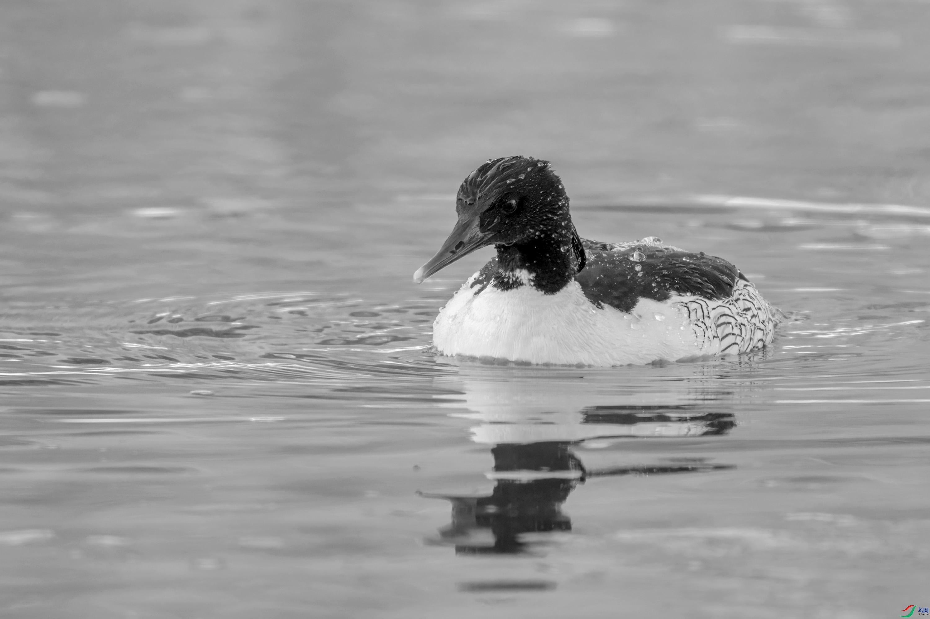 DSC04303 ����.jpg
