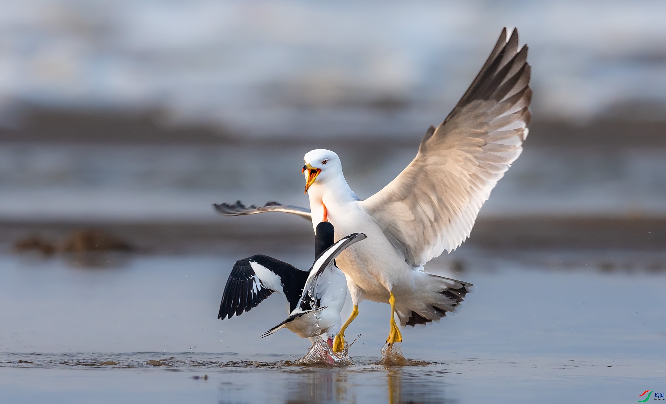 ��βŸ������