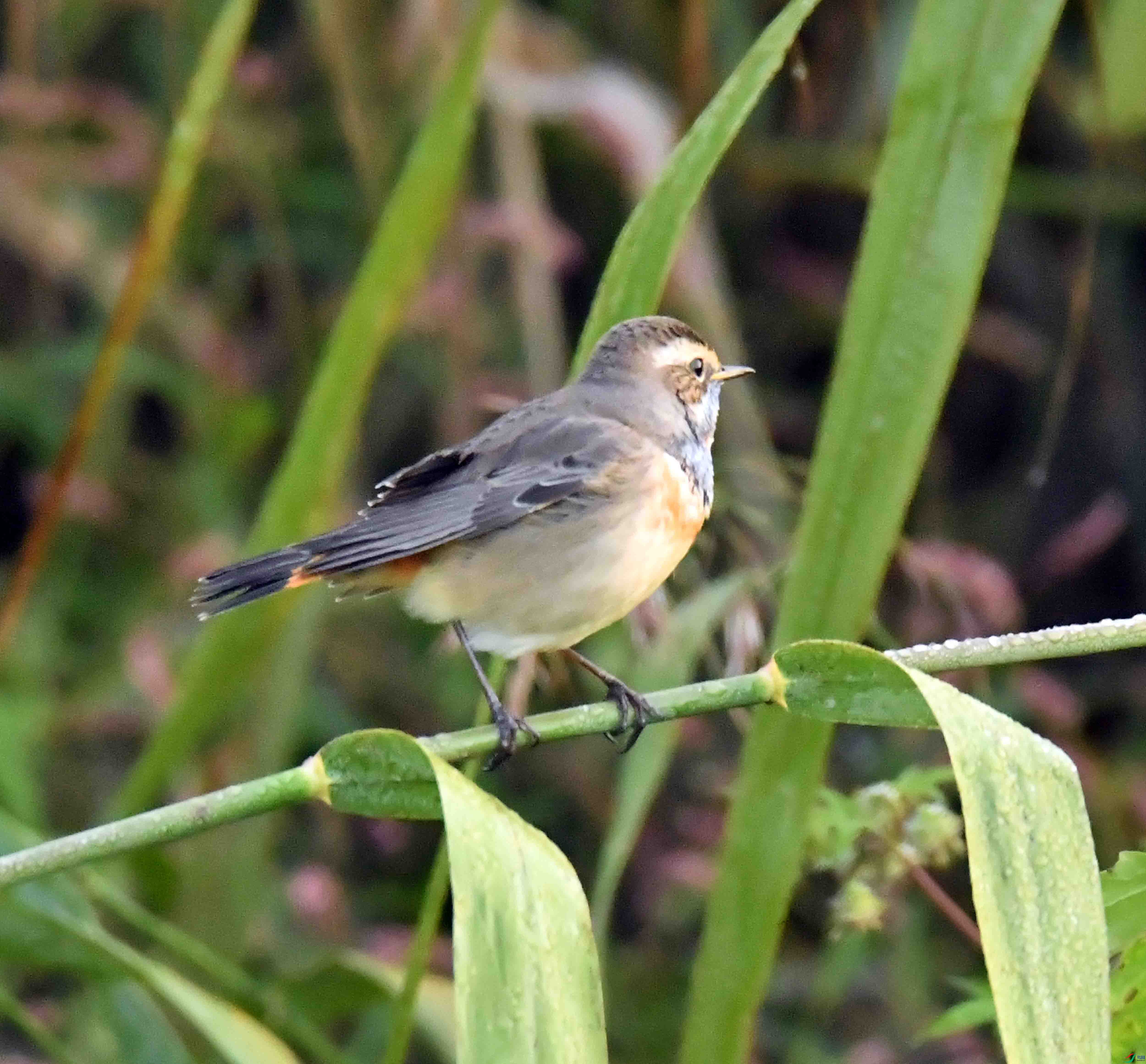 DSC_7219.JPG
