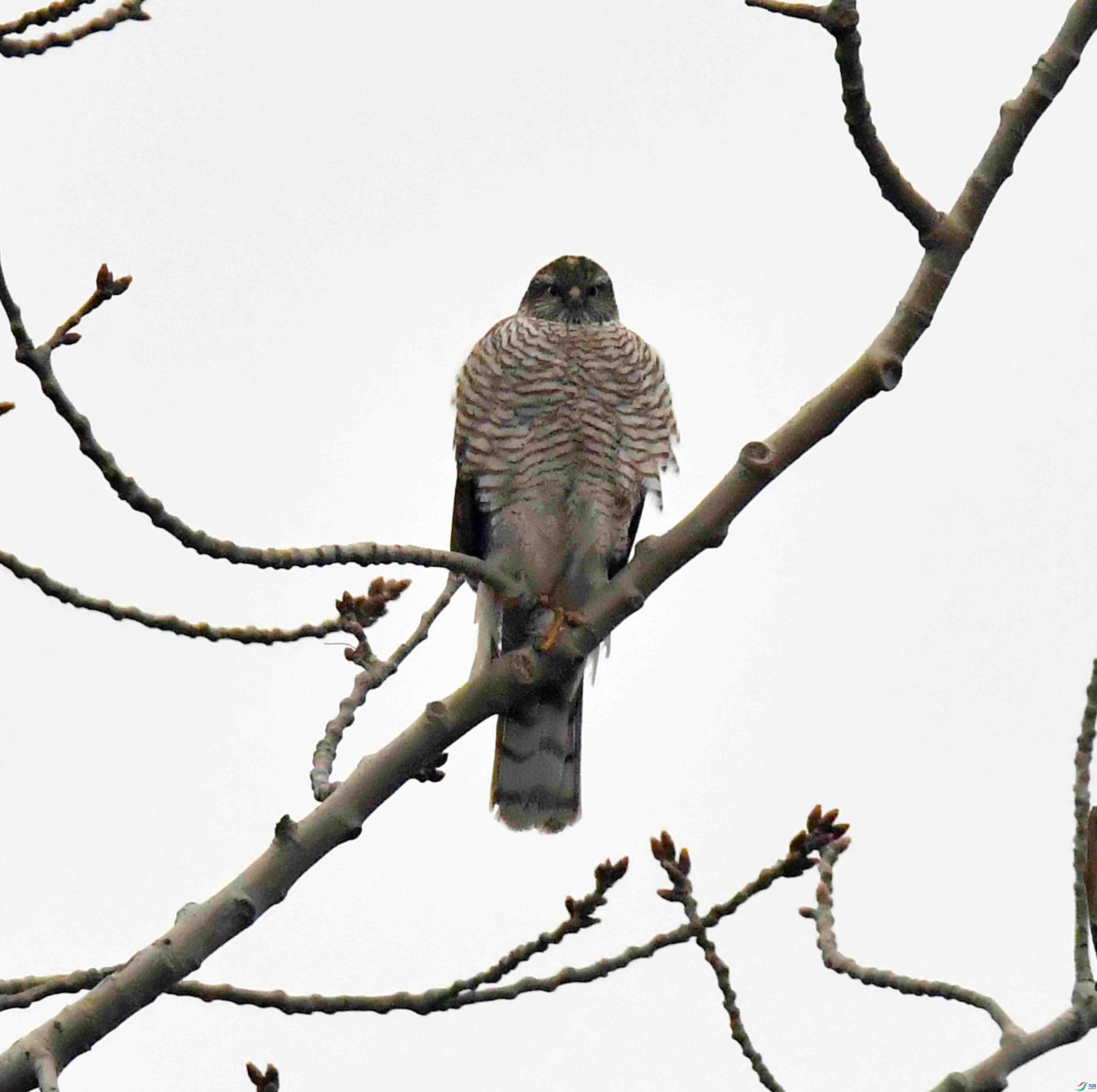 DSC_1828.JPG
