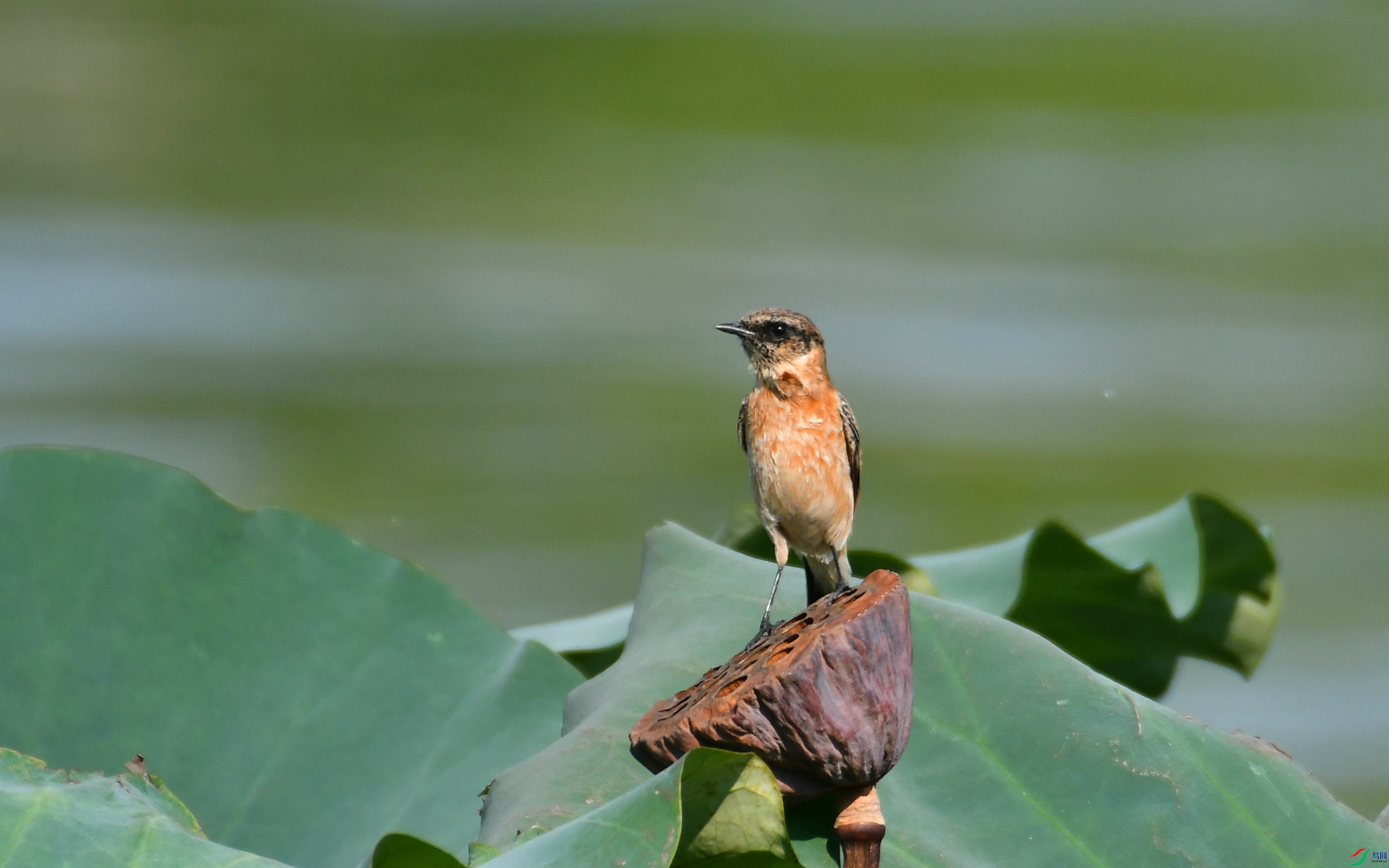 DSC_3135.JPG