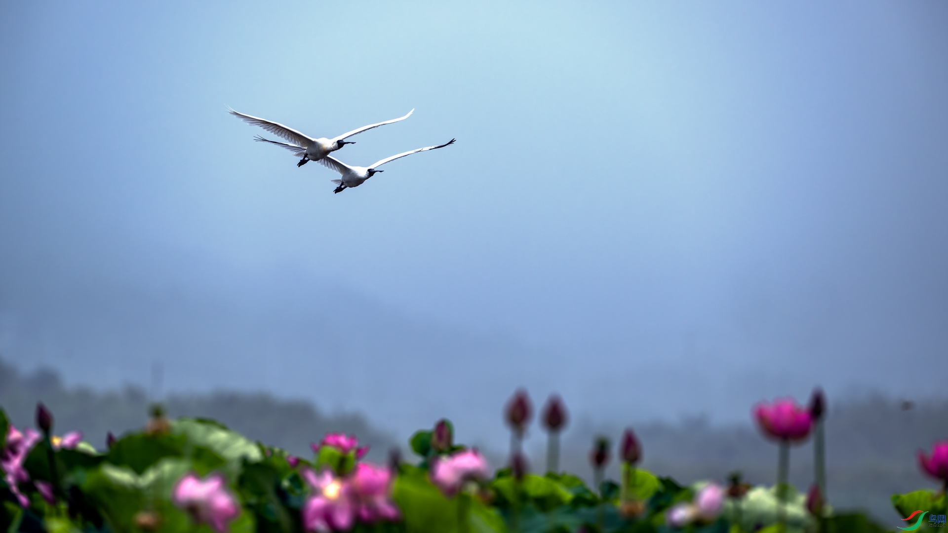 ����˫��