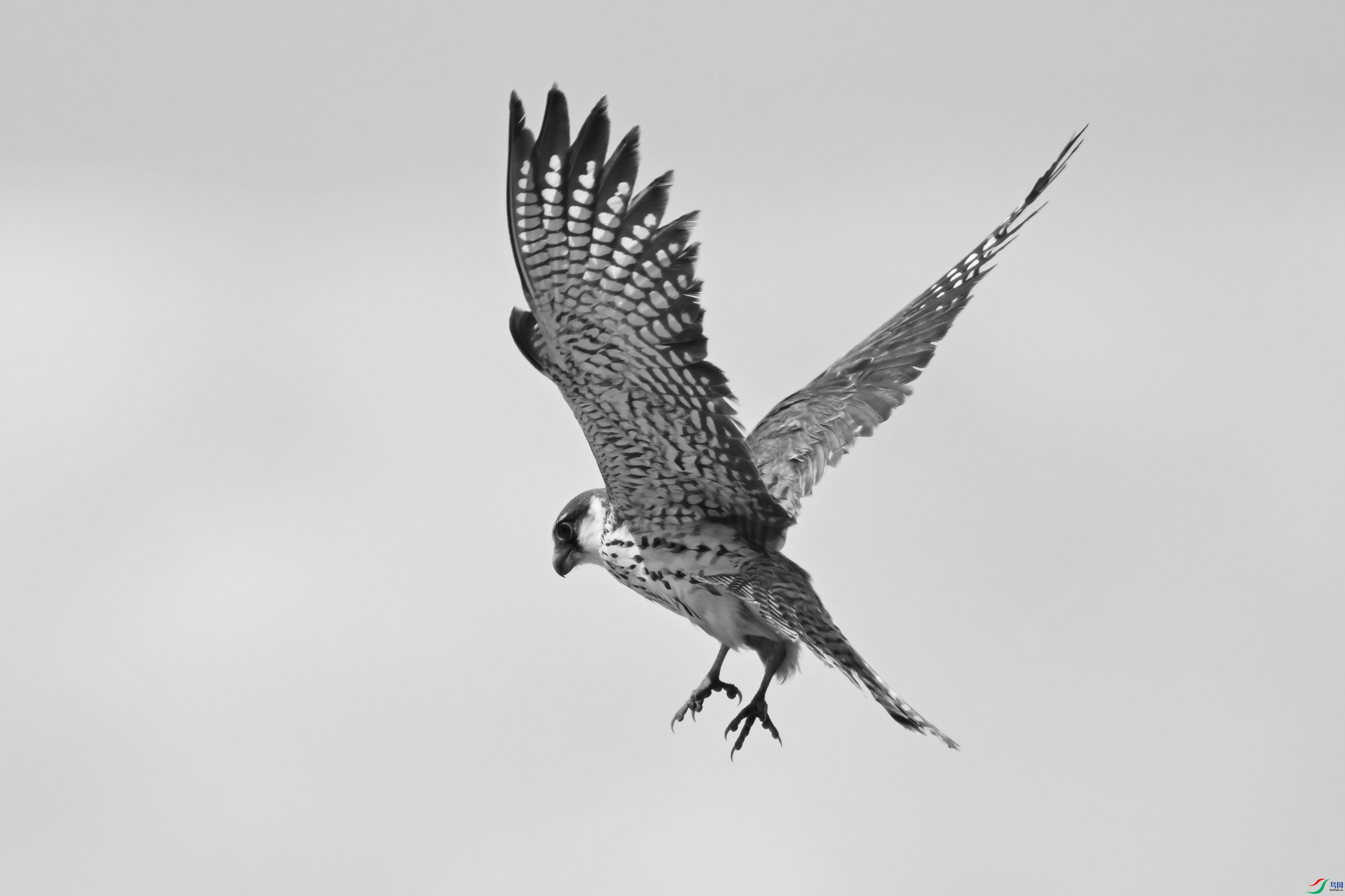 DSC_7320-.jpg