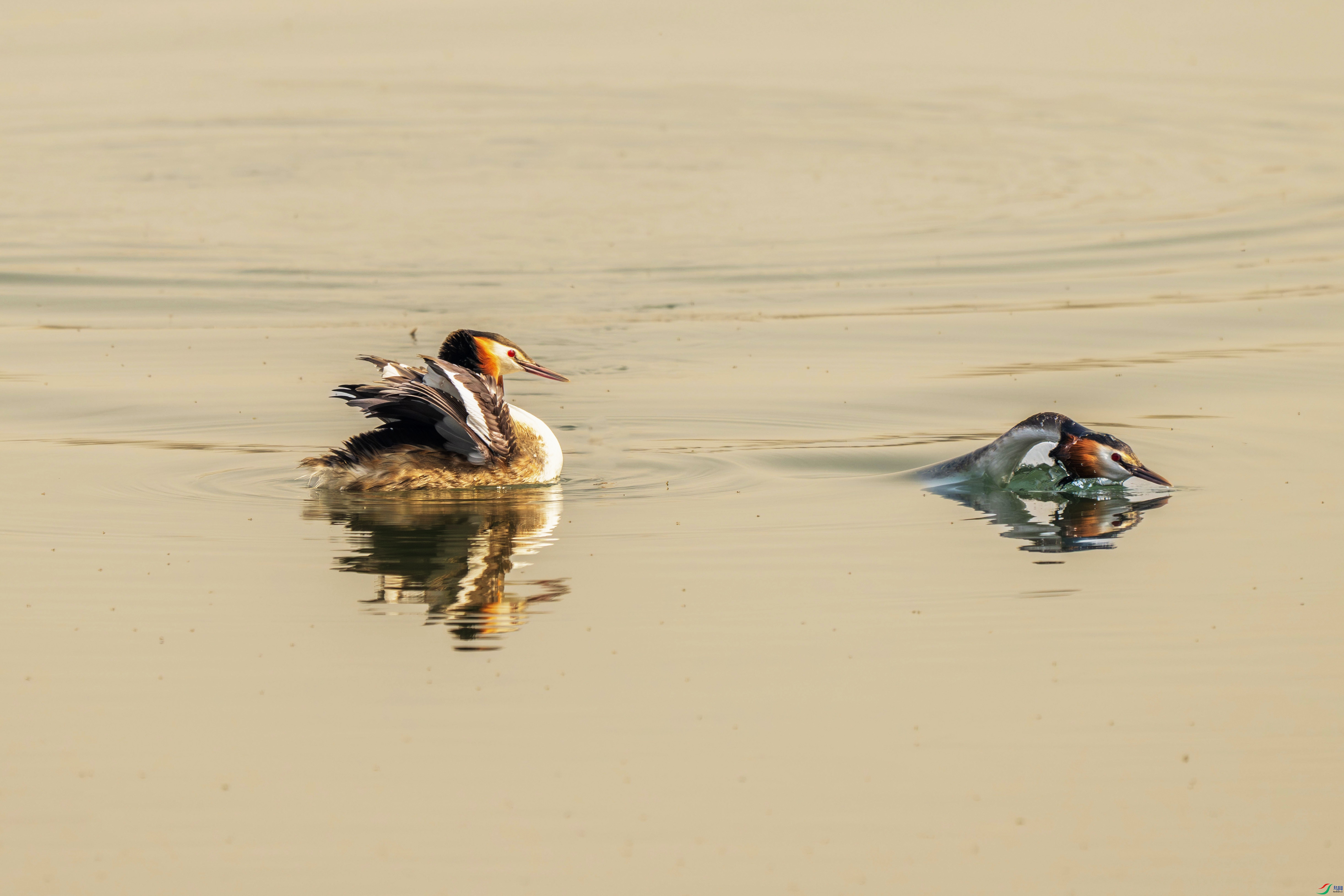 DSC_4761.jpg