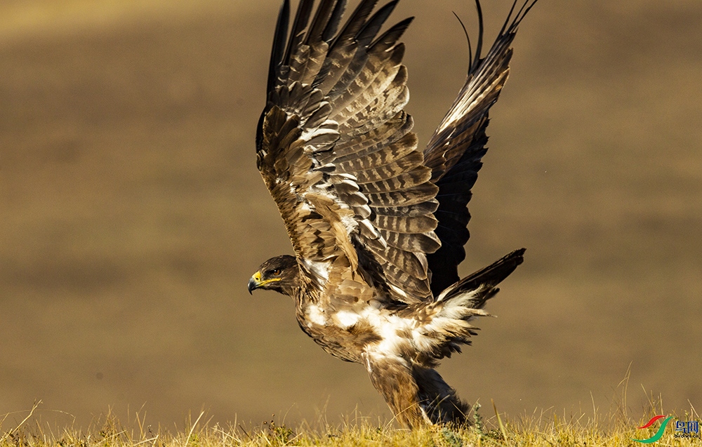 ��ԭ�� (2).JPG