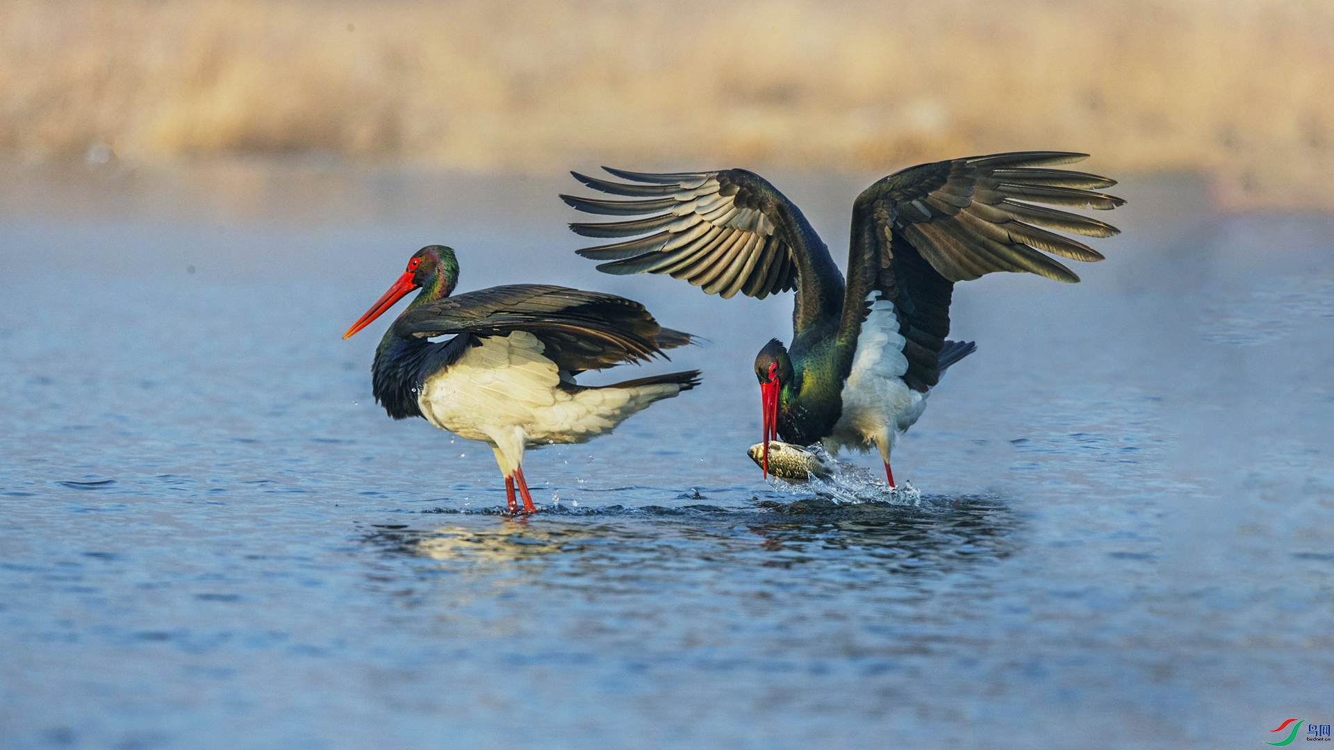 BW4Q5028 - ���� - ����.jpg