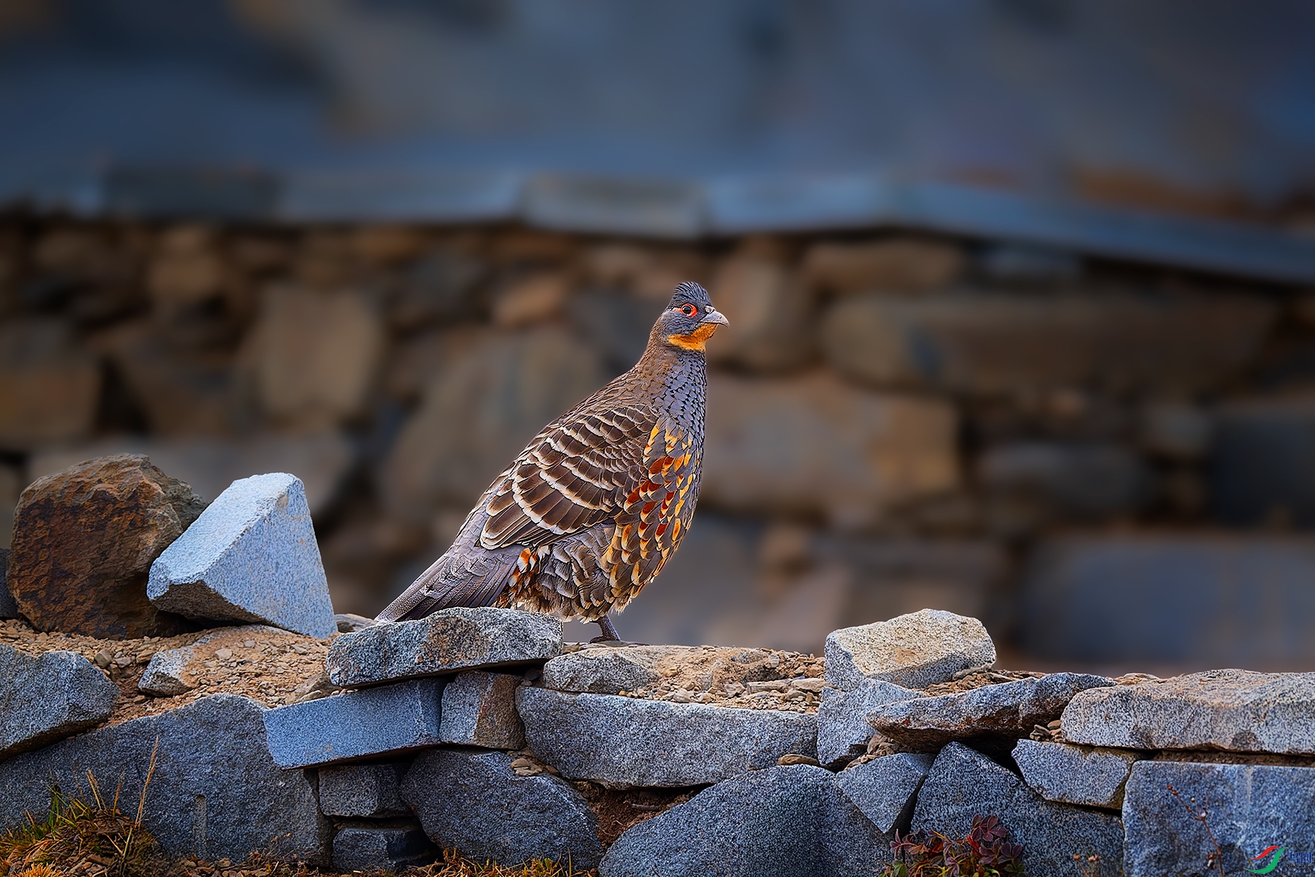 0_DSC4455-NEF_DxO_DeepPRIMEXD.jpg