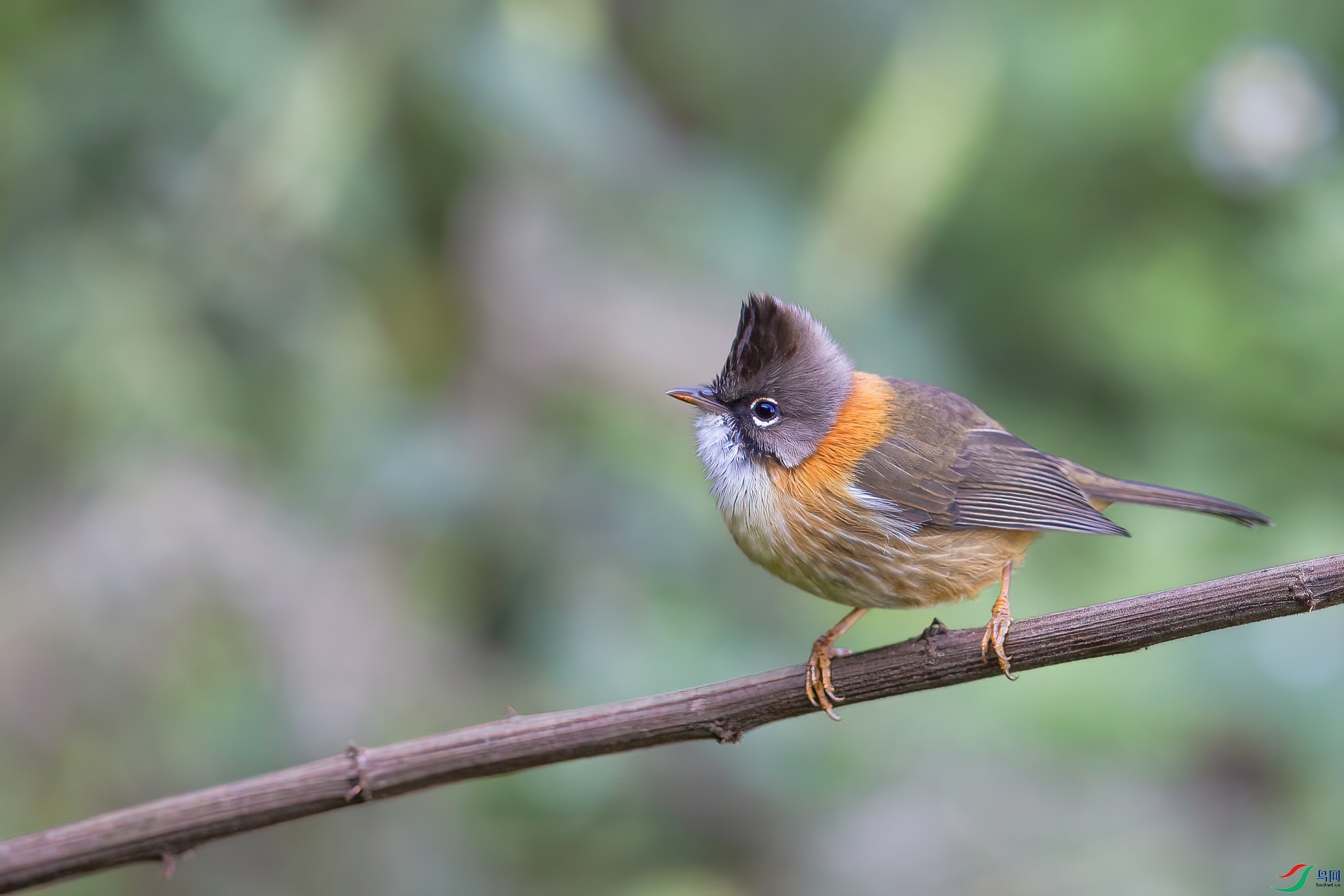 a_11053-1.jpg