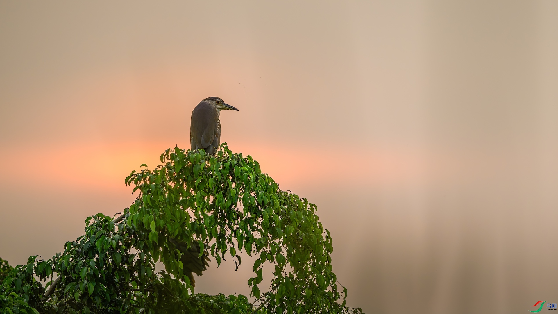 1_DSC7534-����ǿ-NR ����.jpeg