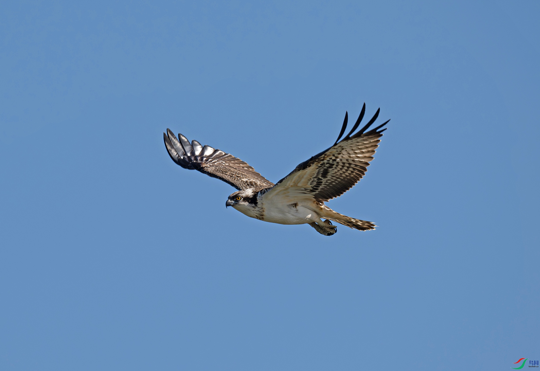 DSC_0922d.jpg