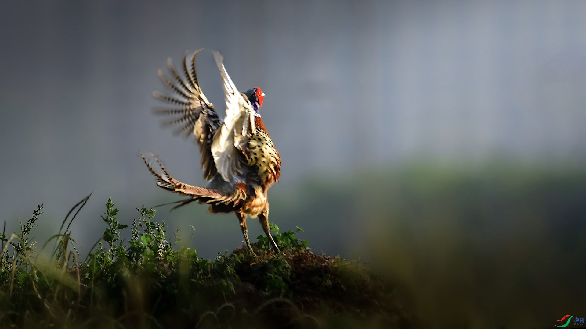 1_XXL7178 ����.jpg222.jpeg