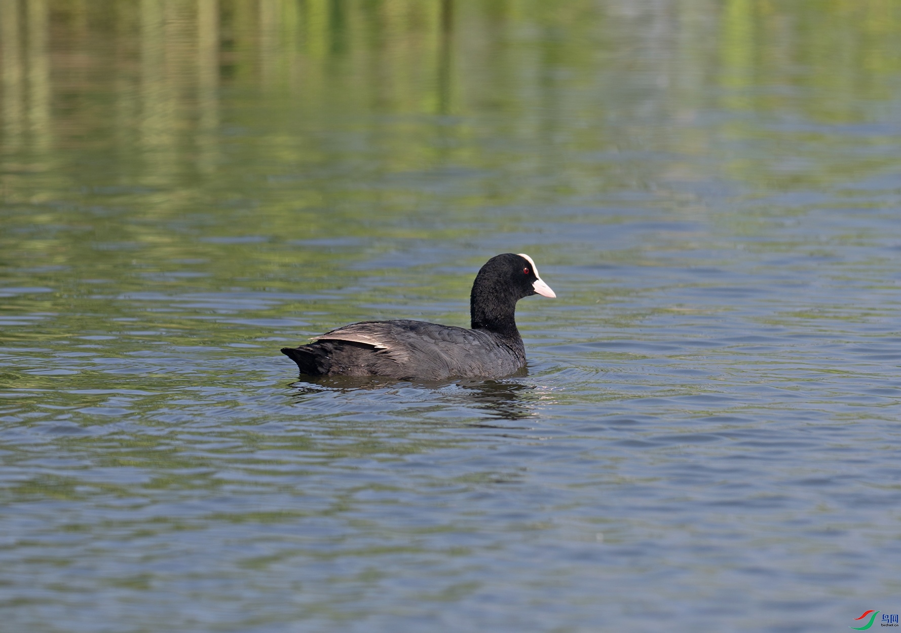 _DSC8667f.jpg