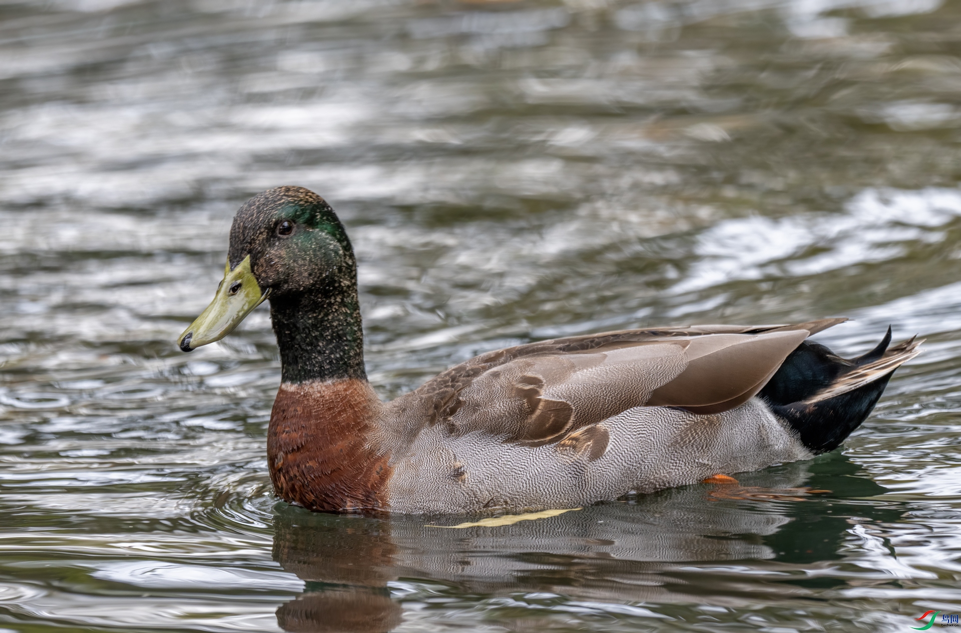 DSC_8818-1.jpg
