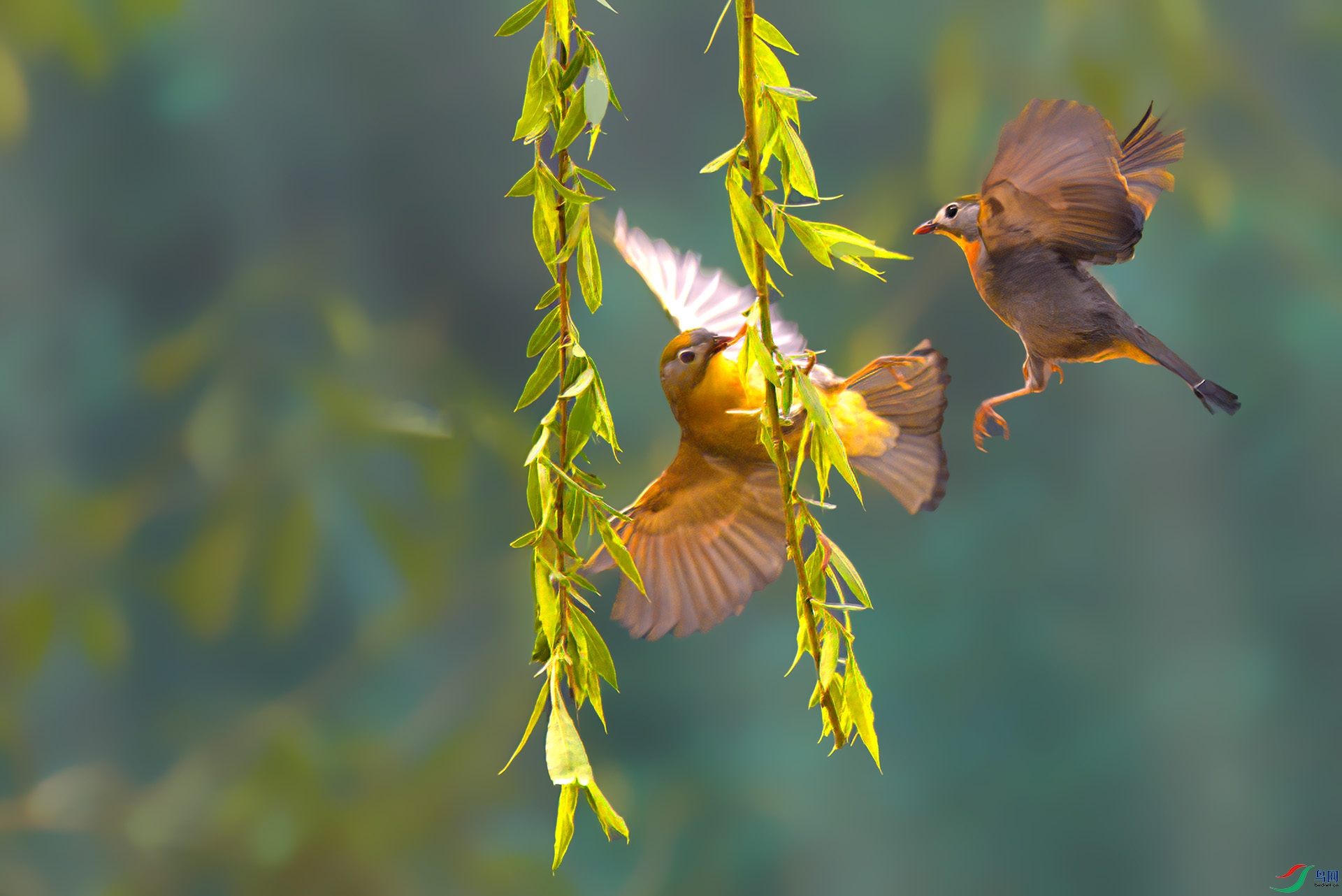 AS7I3291-Sh-----1  .jpg